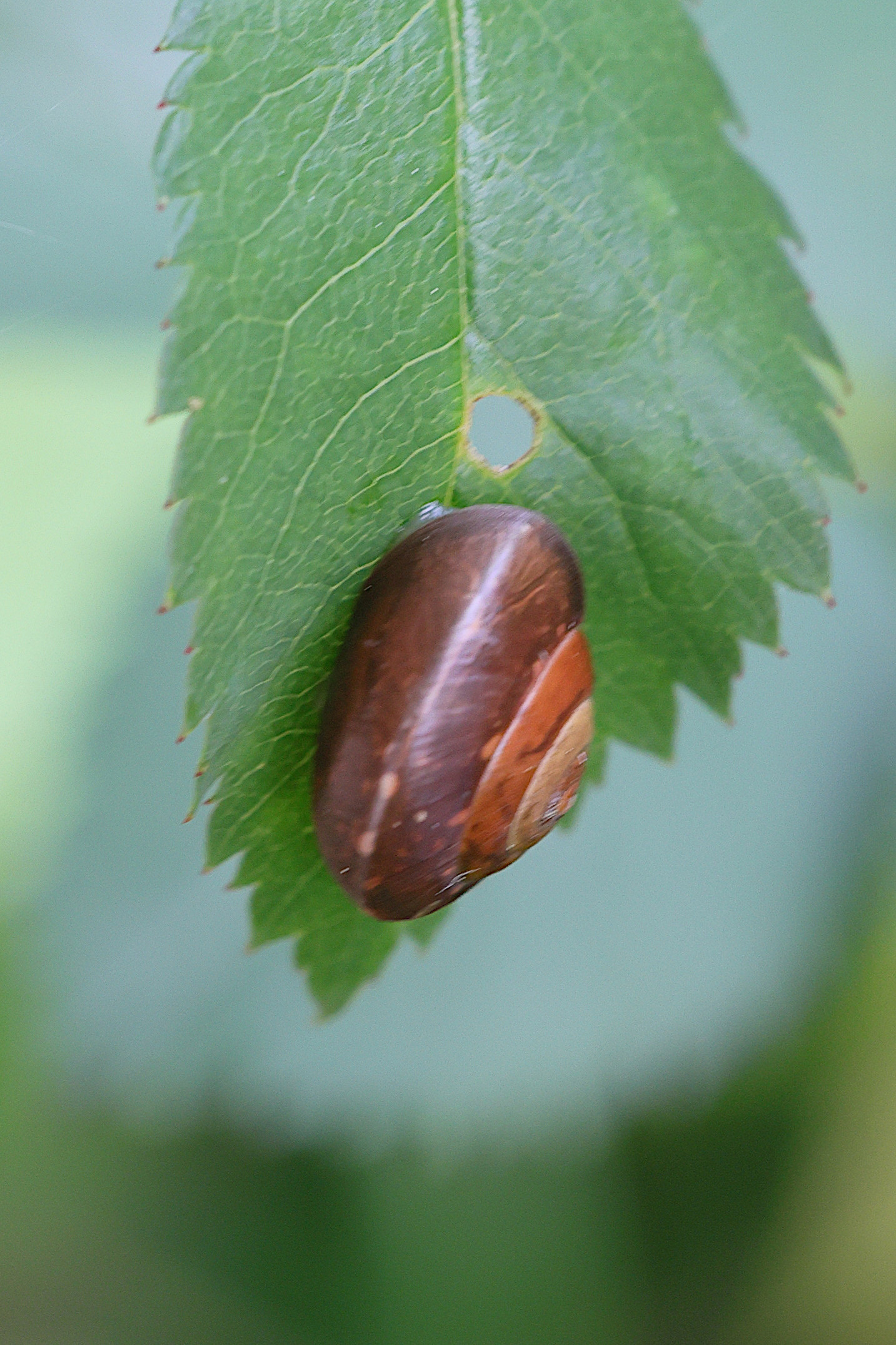 hygromia_cinctella4md