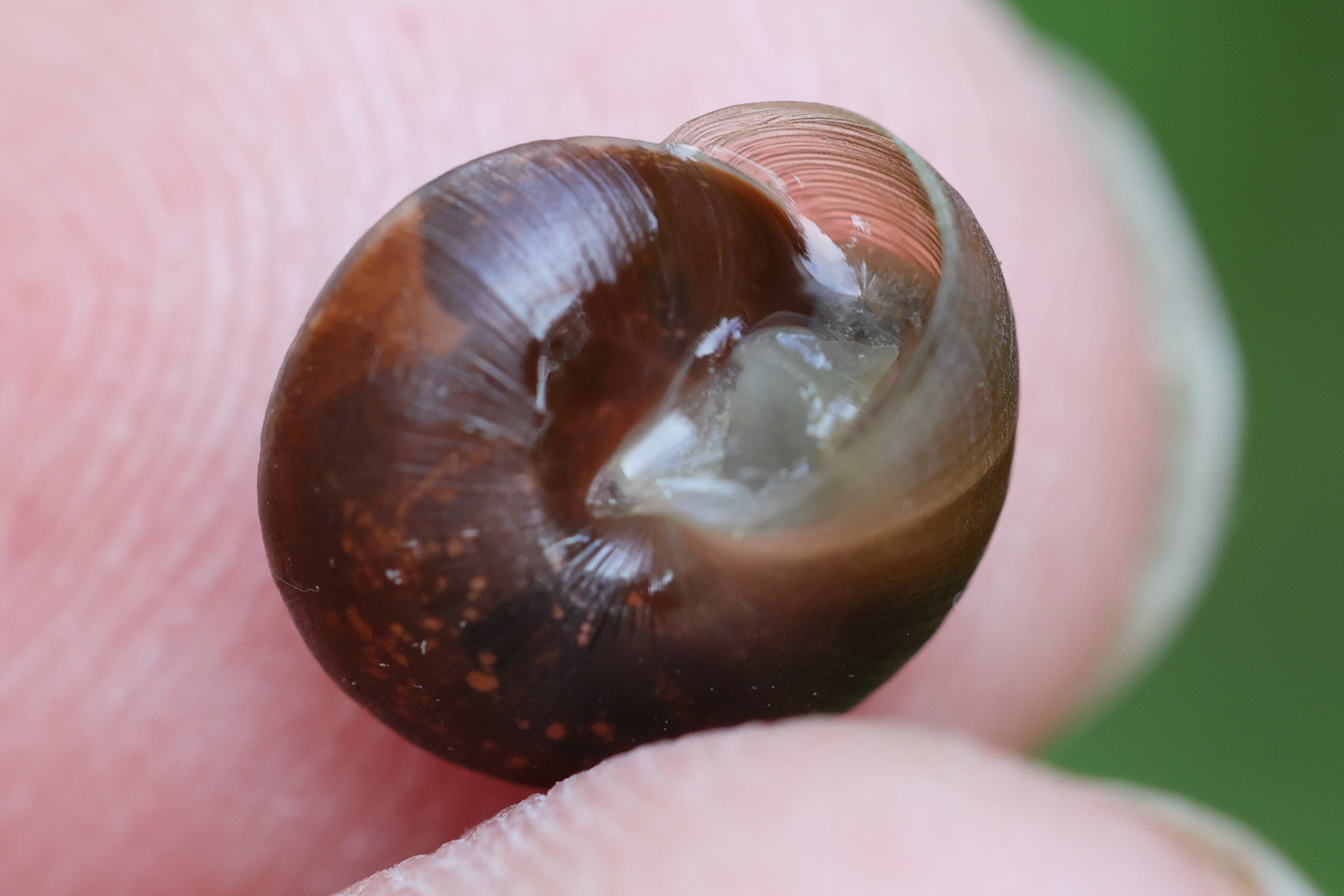 hygromia_cinctella5md