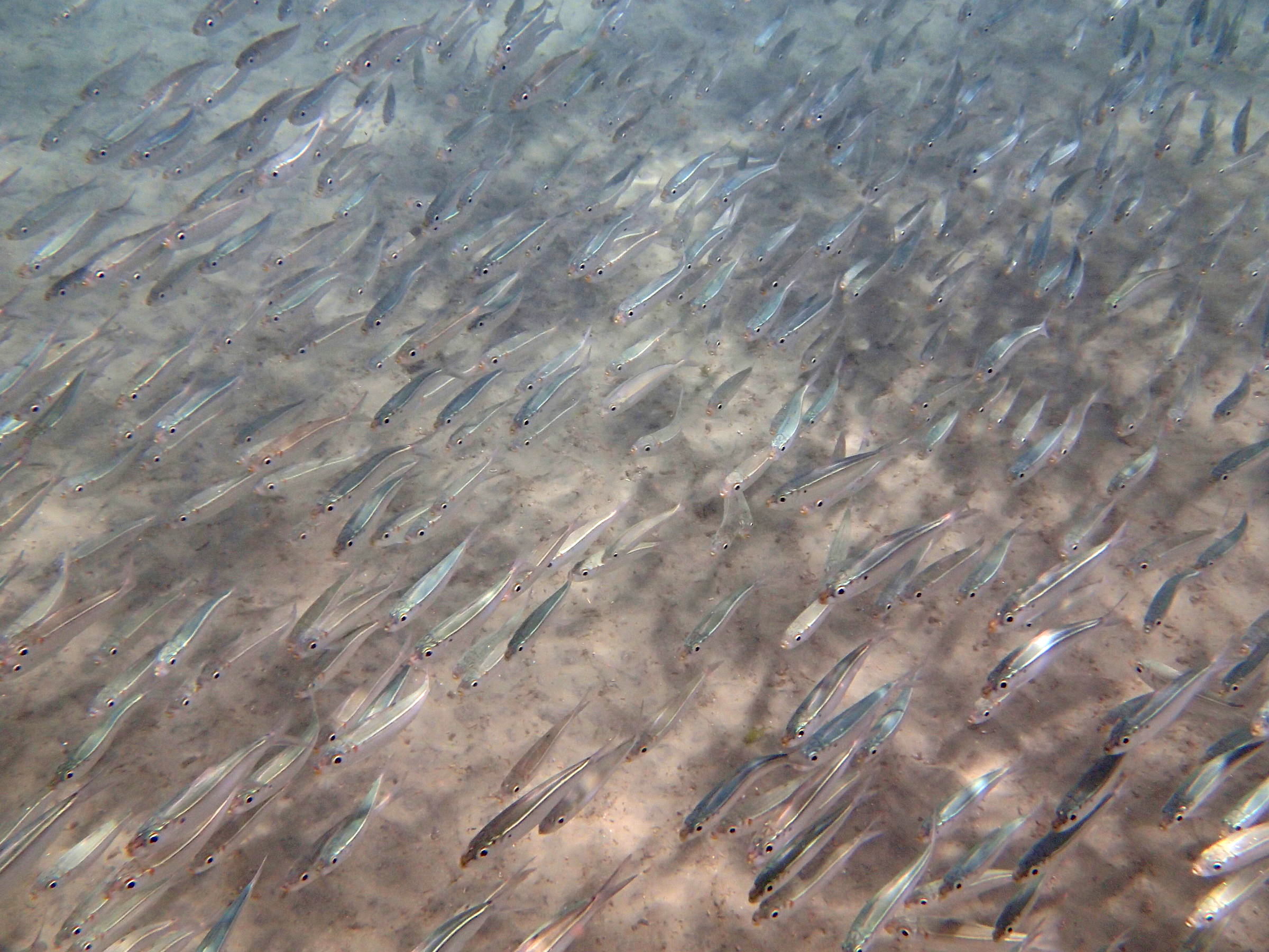 opisthonema_oglinum1sd