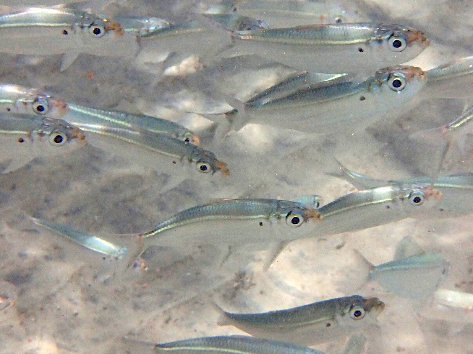 opisthonema_oglinum2sd