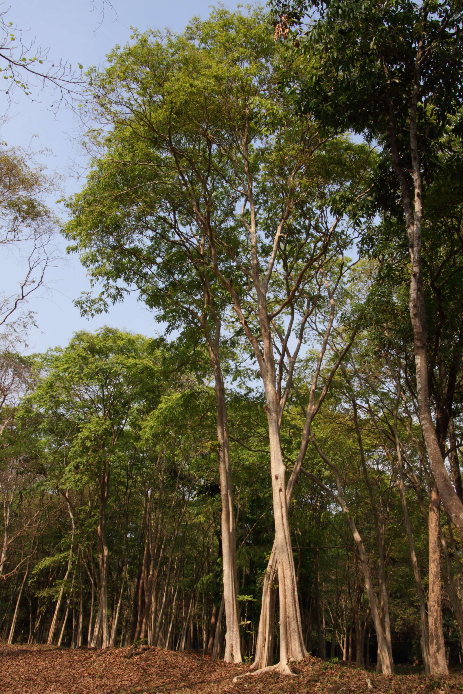 aquilaria_crassna1md