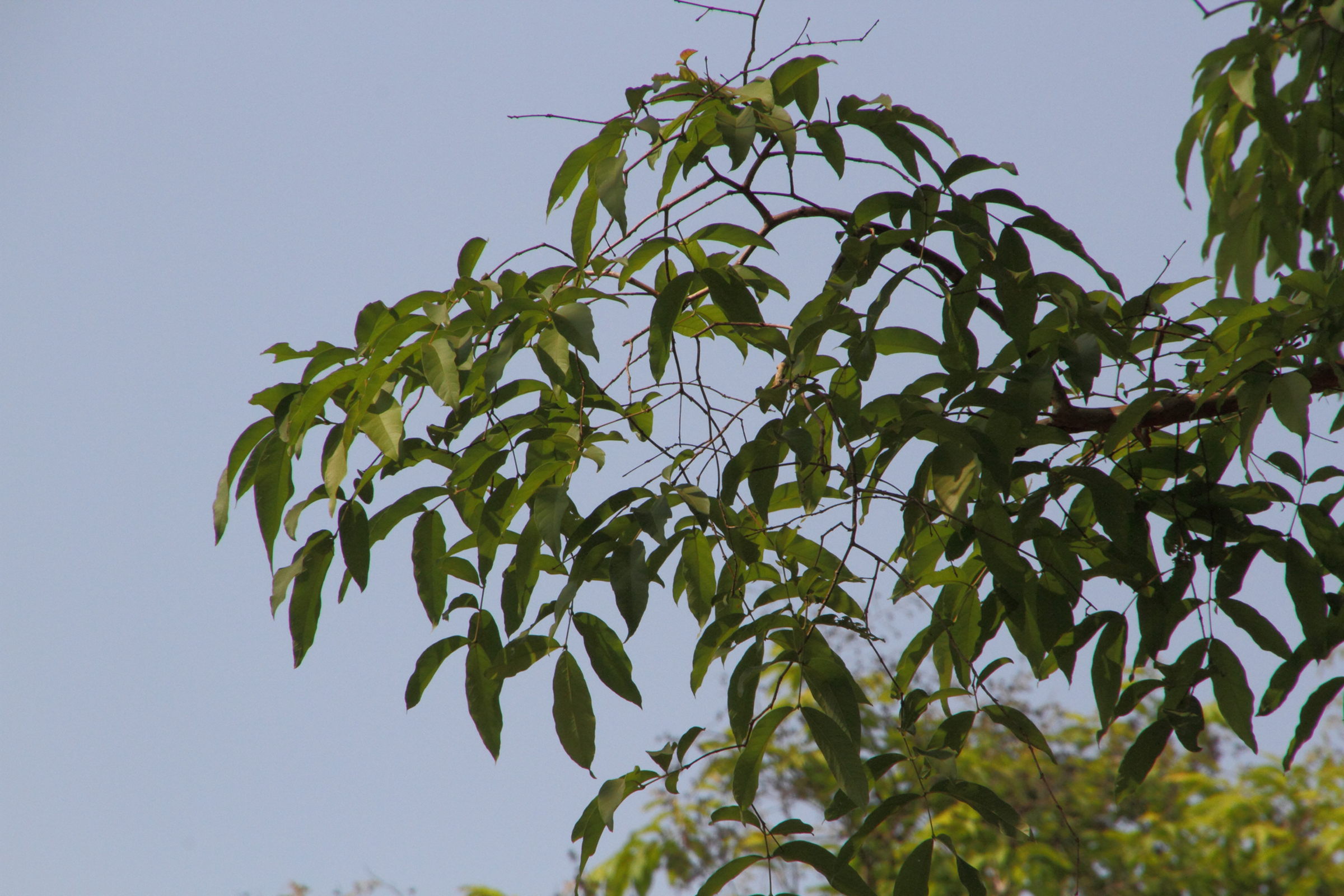 aquilaria_crassna2md