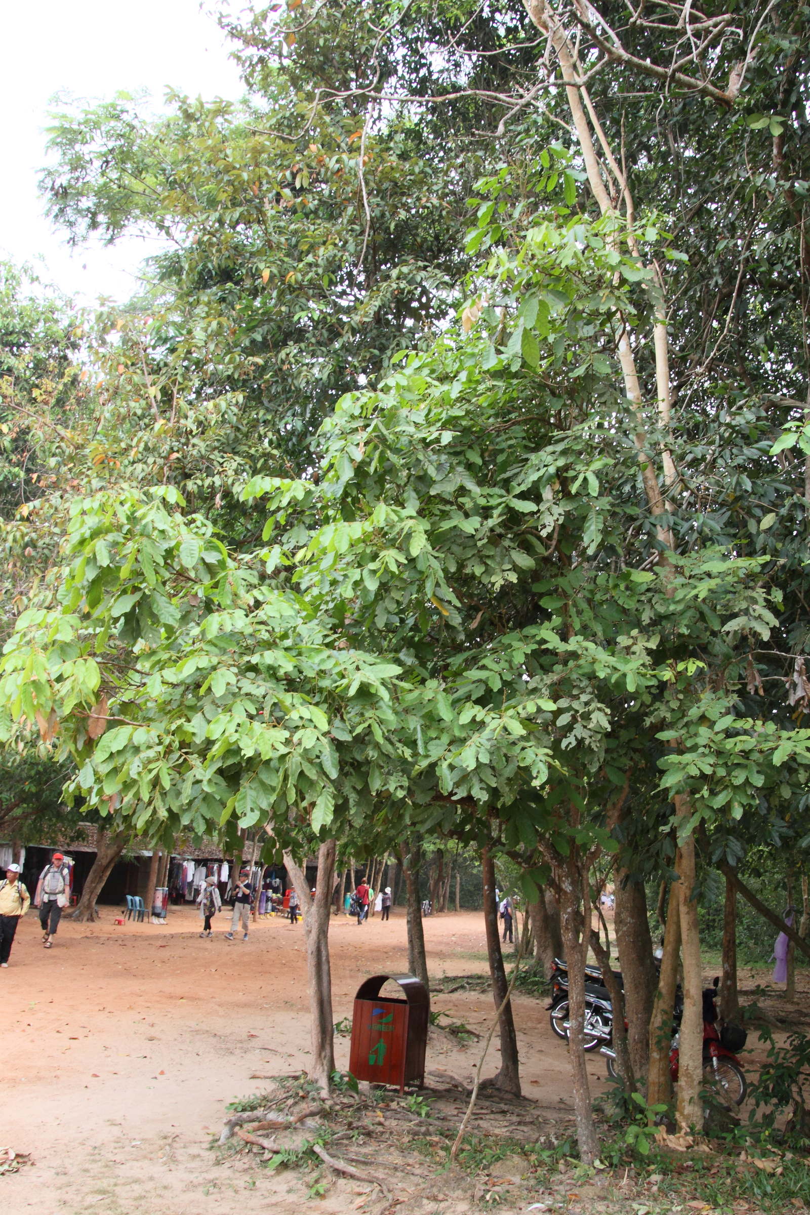 lepisanthes_rubiginosa1md