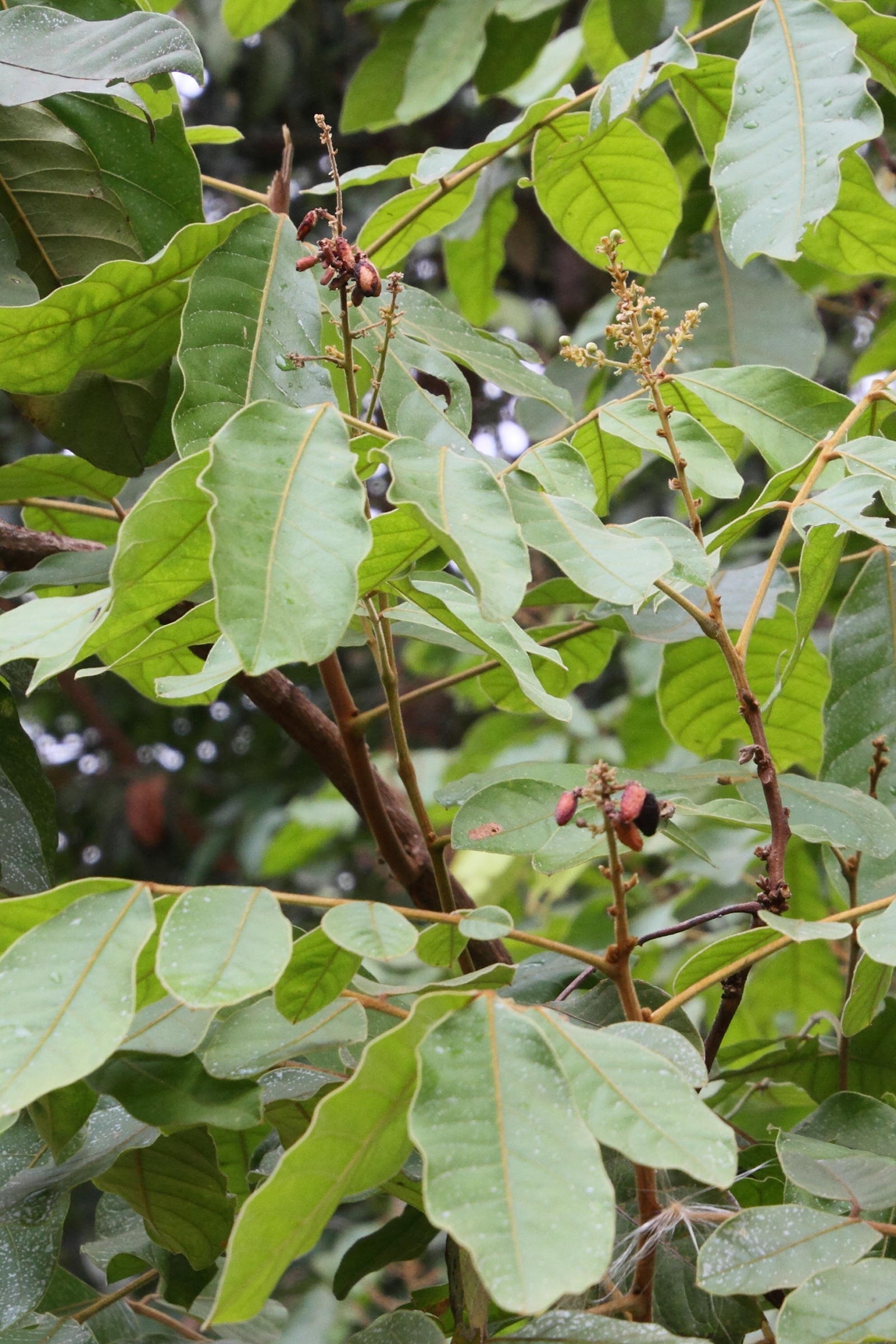 lepisanthes_rubiginosa2md