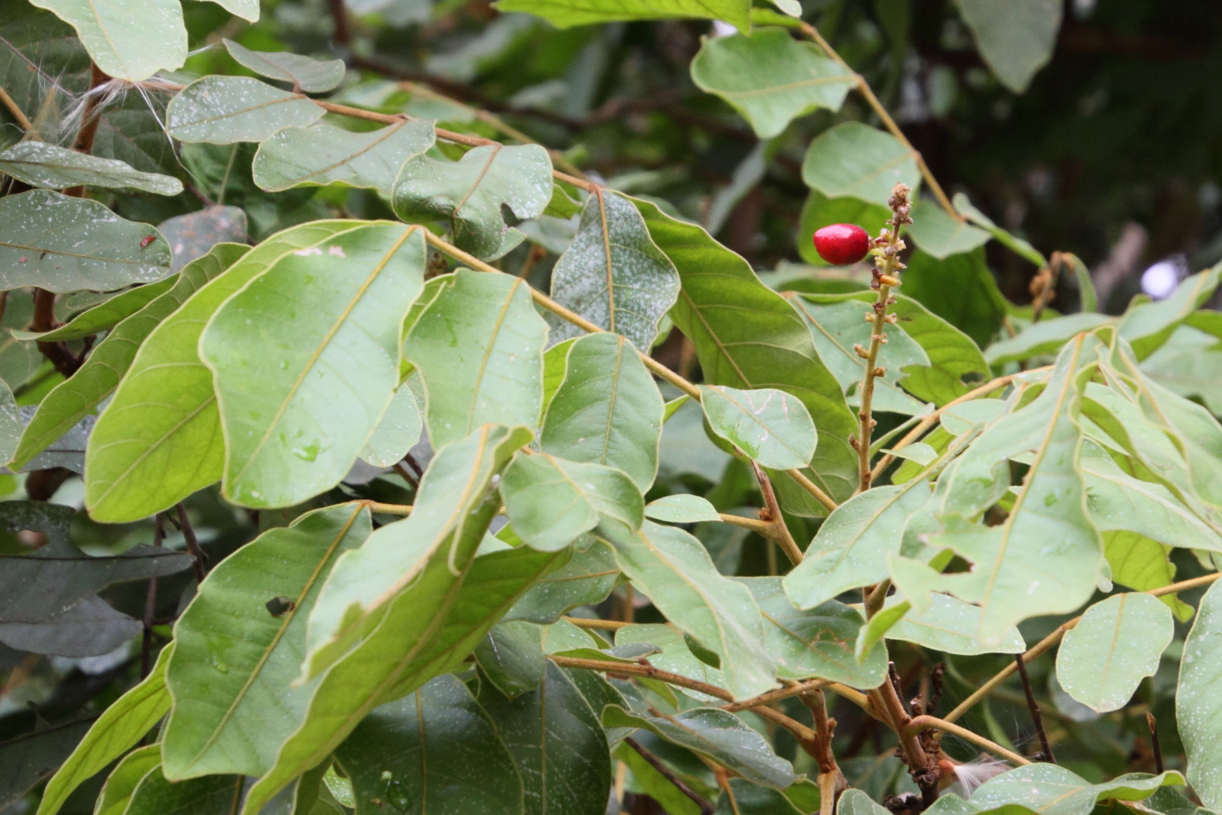 lepisanthes_rubiginosa3md