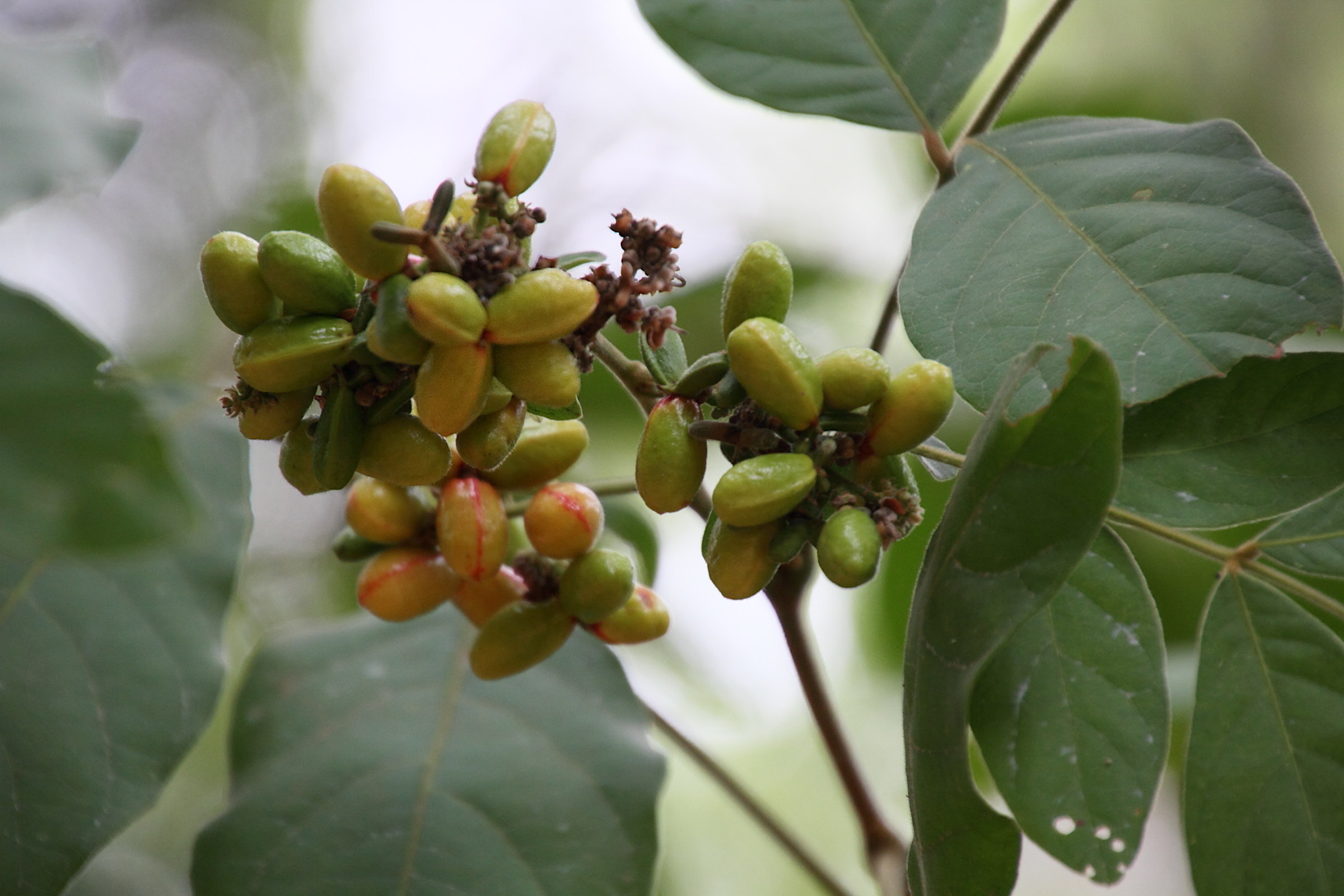 lepisanthes_rubiginosa4md