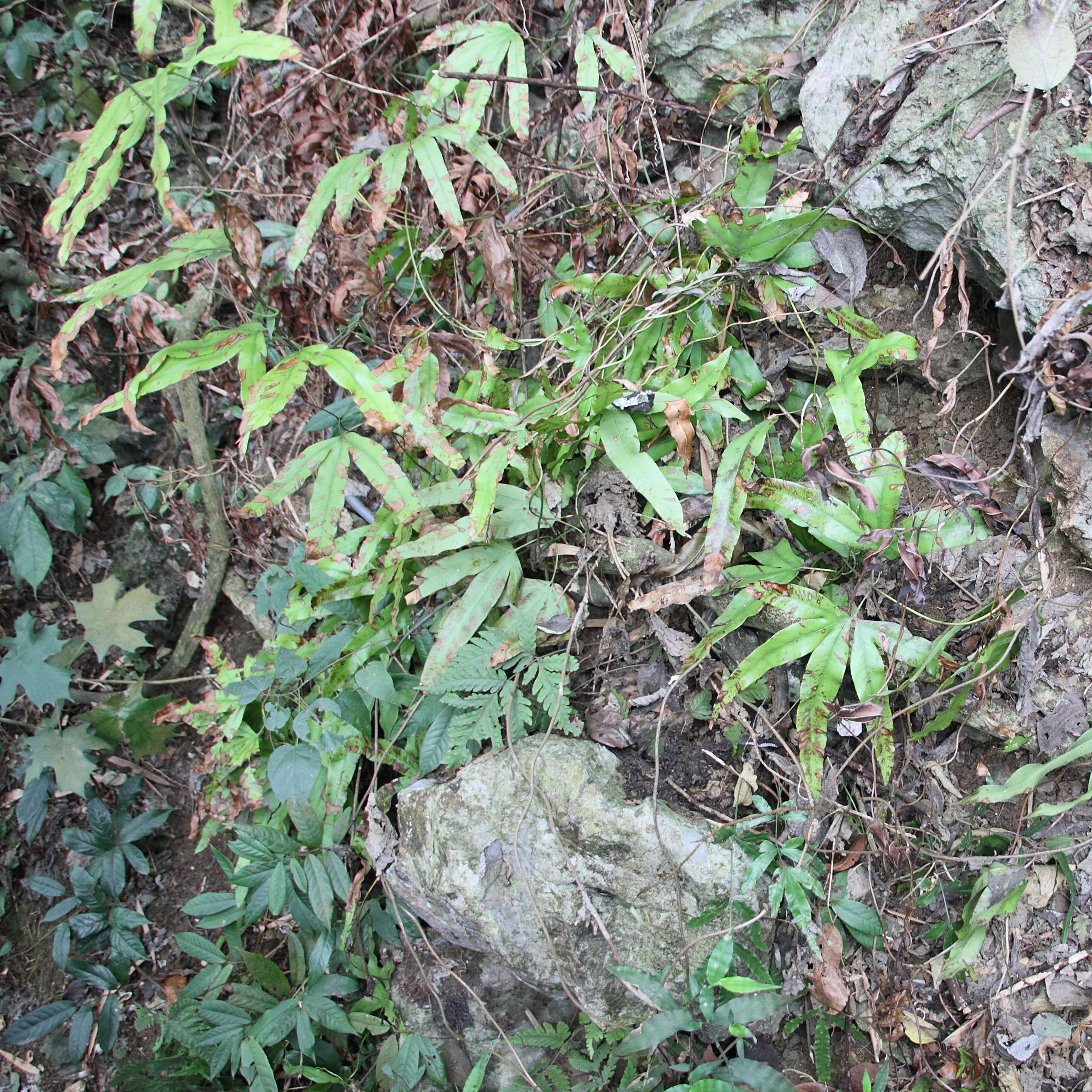 lygodium_circinnatum1md