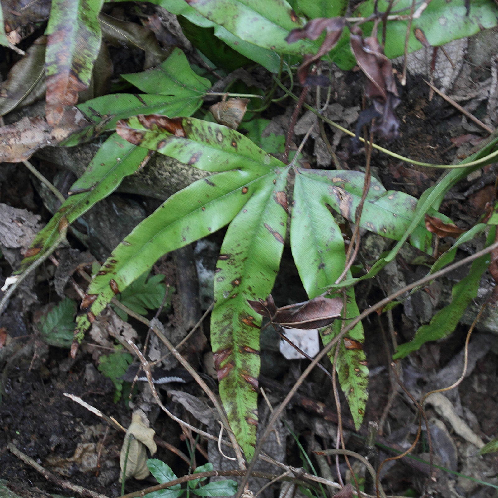 lygodium_circinnatum2md