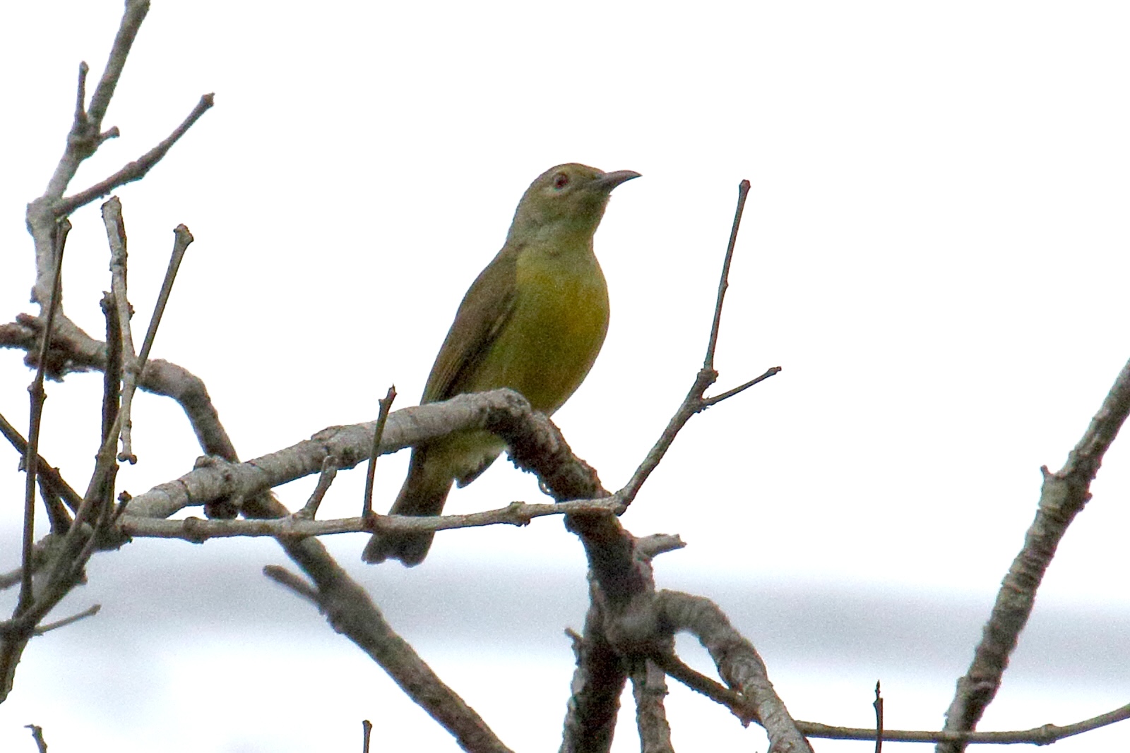 Afficher le média souimanga_a_gorge_brune_-_anthreptes_malacensis3bd souimanga_a_gorge_brune_-_anthreptes_malacensis3bd