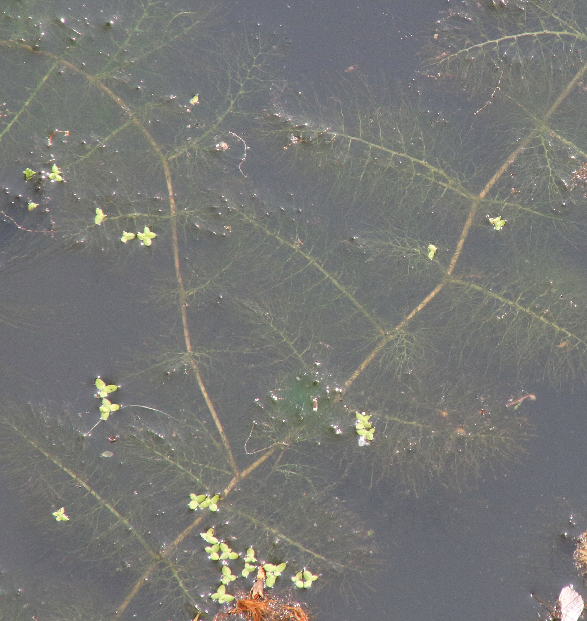 utricularia_stellaris1md