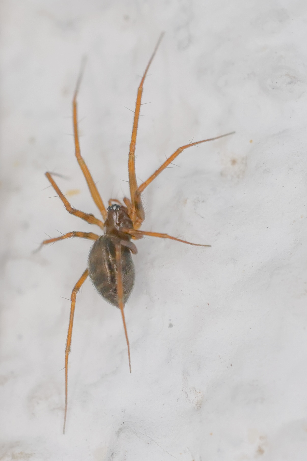 Afficher le média lepthyphantes_leprosus1md lepthyphantes_leprosus1md