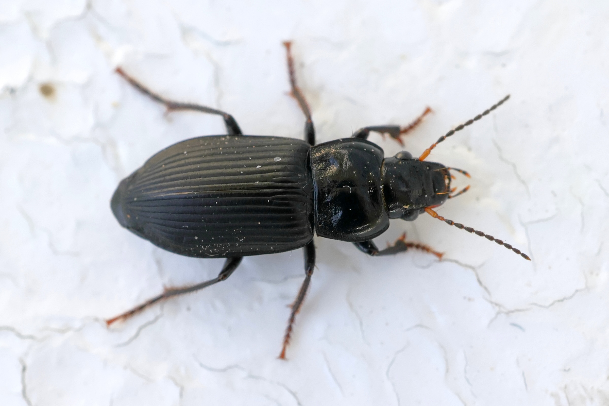 anisodactylus_binotatus1md