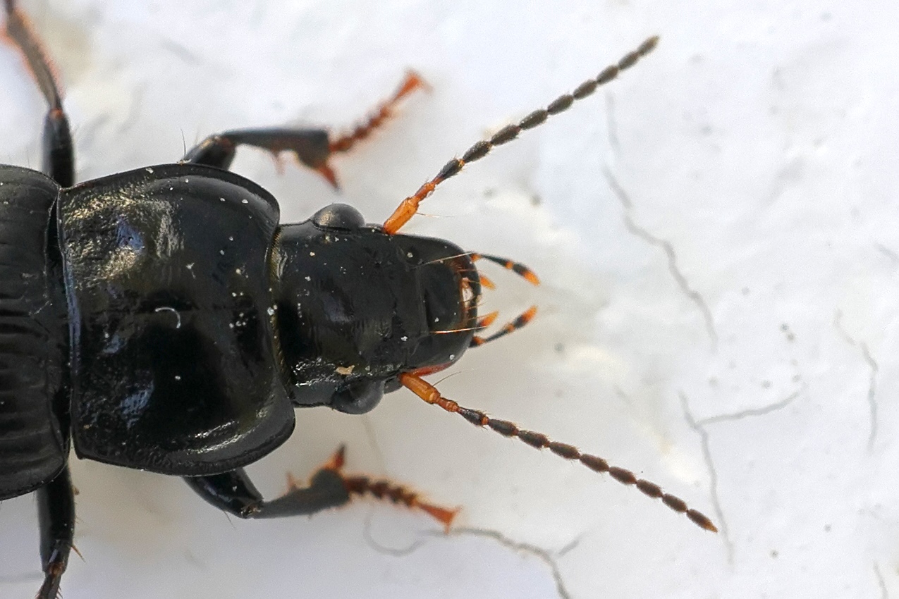 anisodactylus_binotatus2md