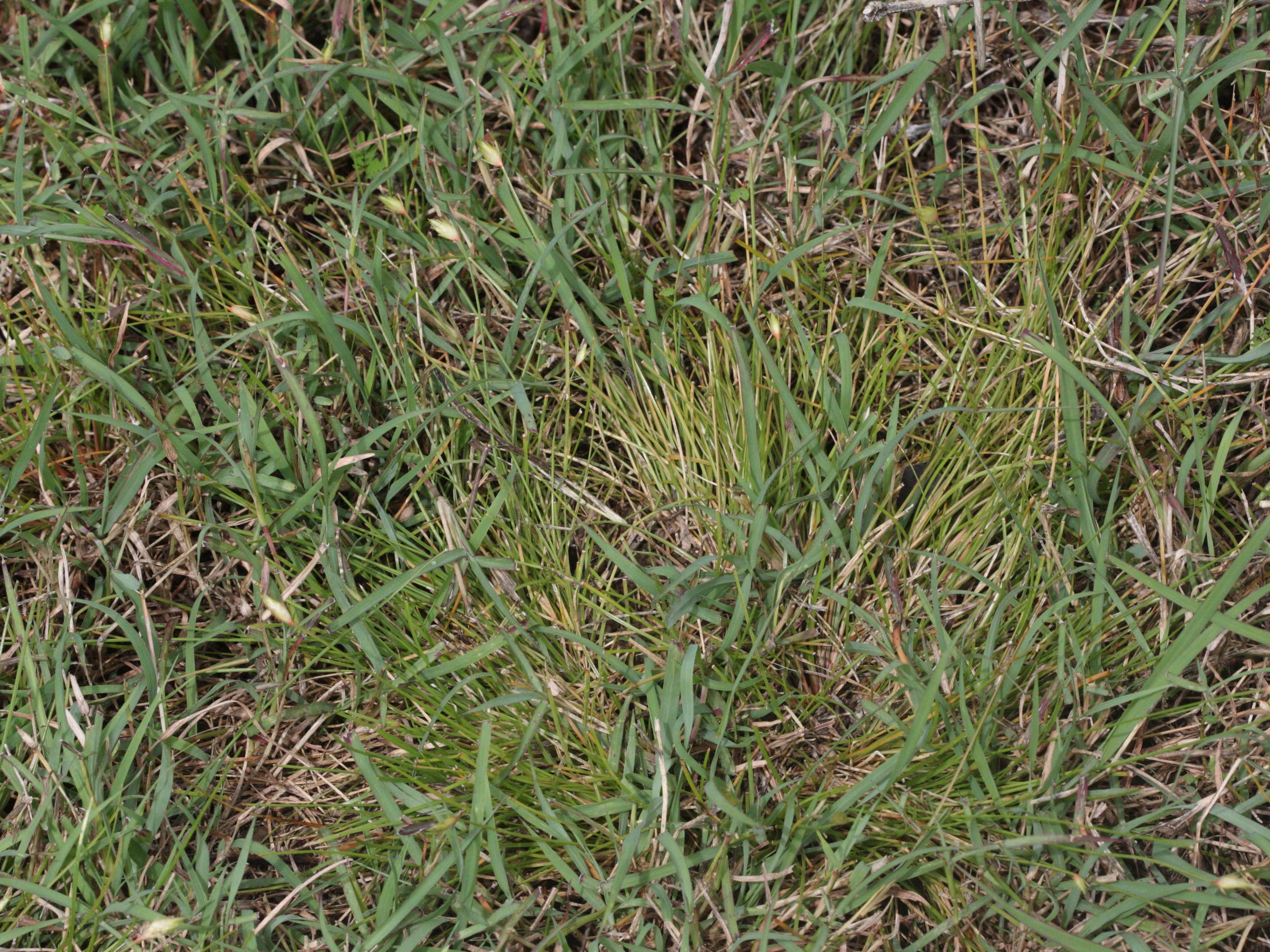 abildgaardia_ovata1md