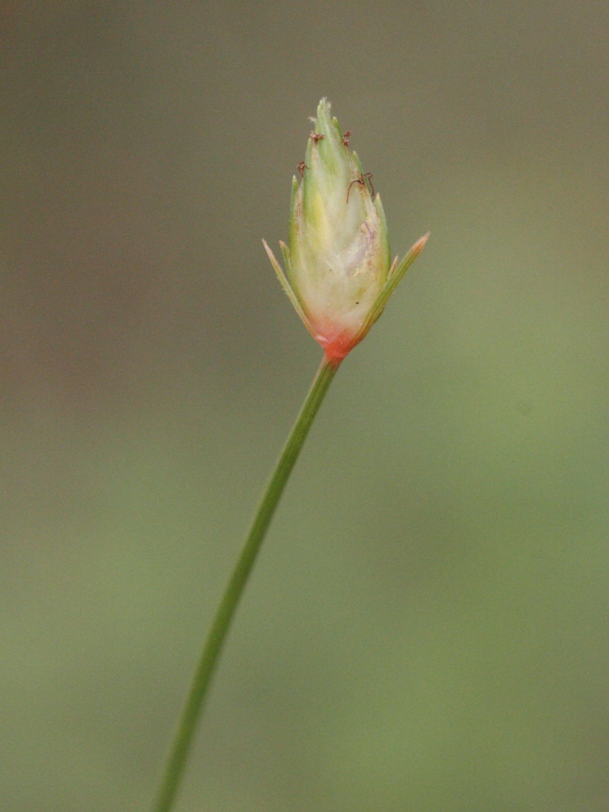 abildgaardia_ovata2md