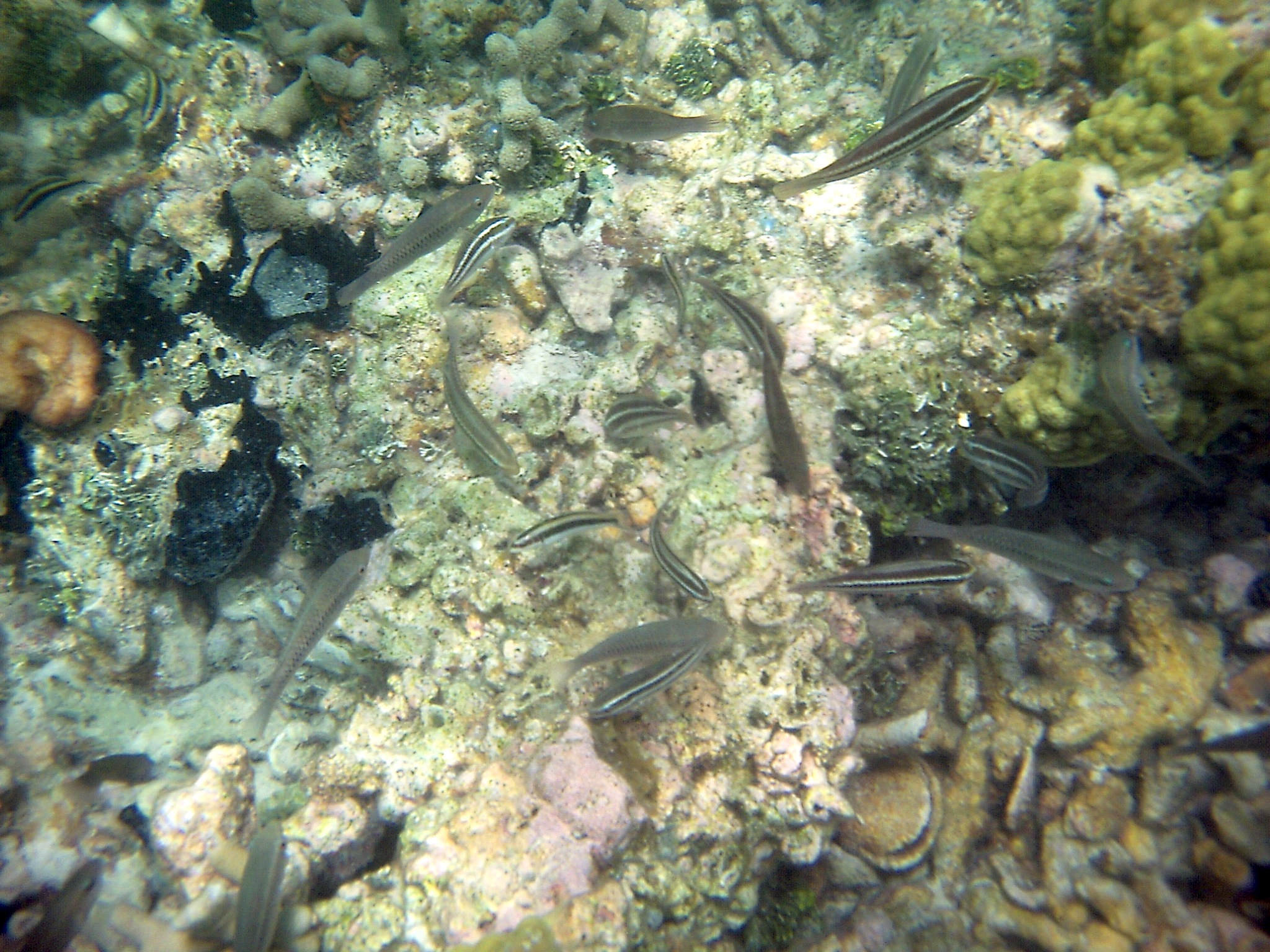 elacatinus_prochilos1bd