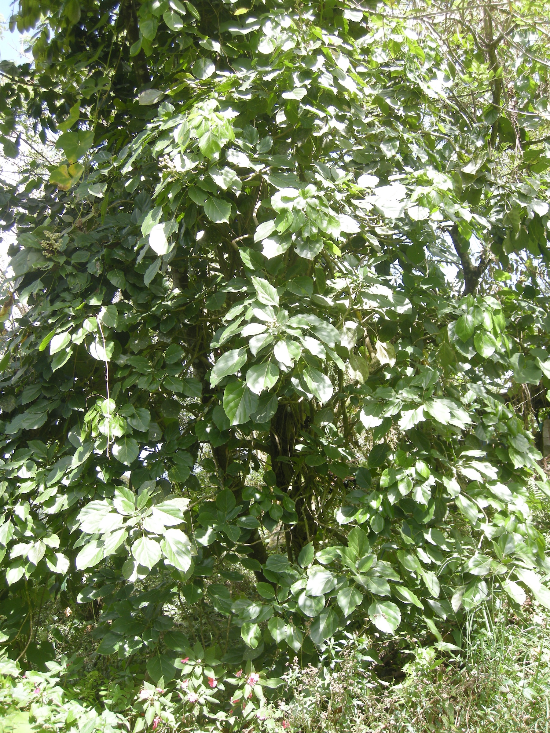 oreopanax_capitatus5md