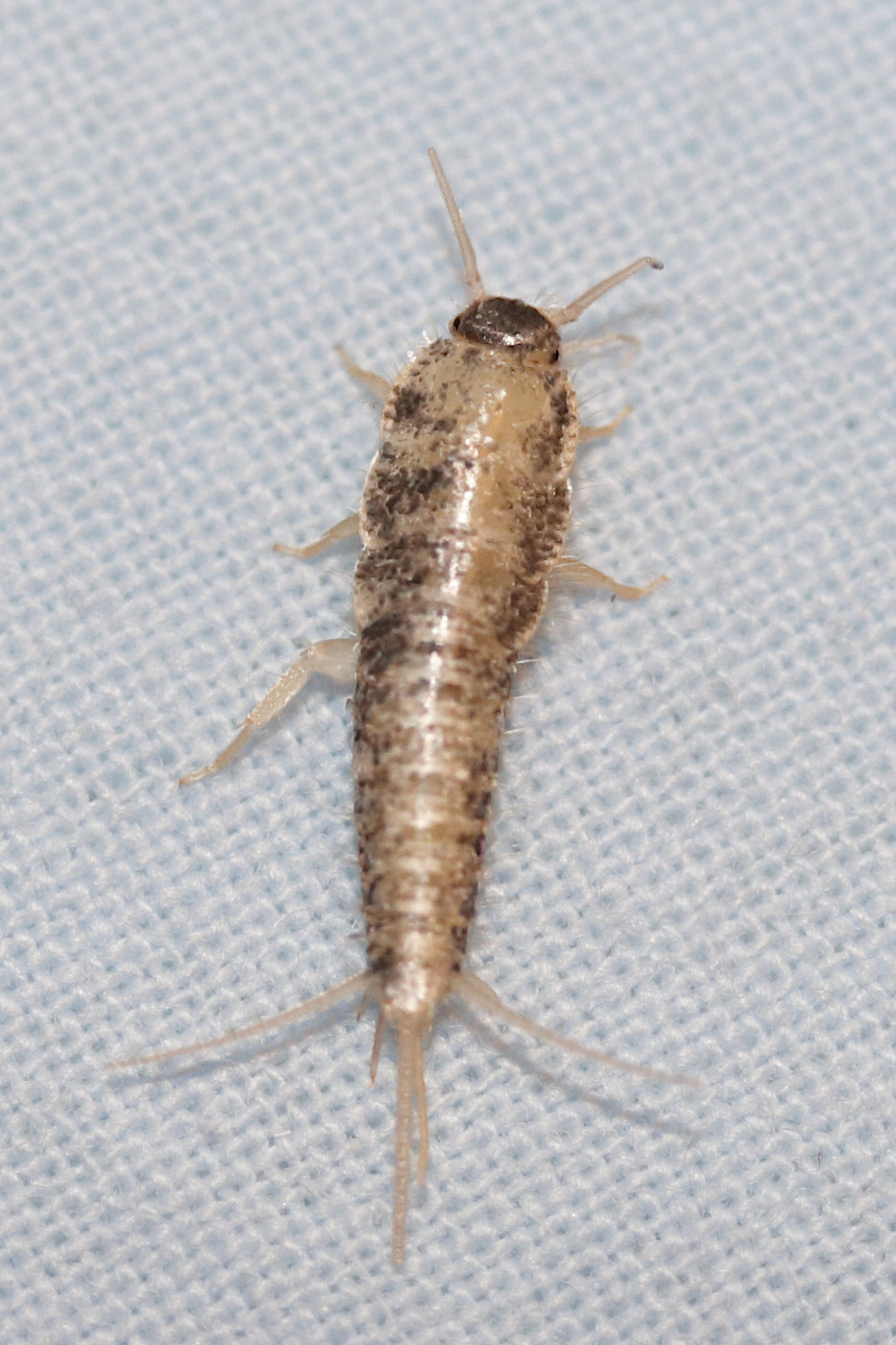 lepisma_saccharina3md