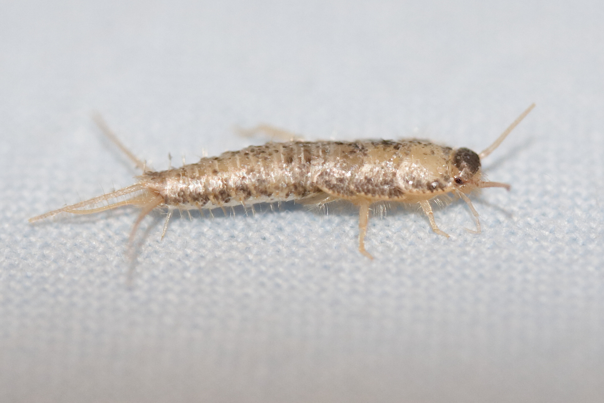 lepisma_saccharina4md