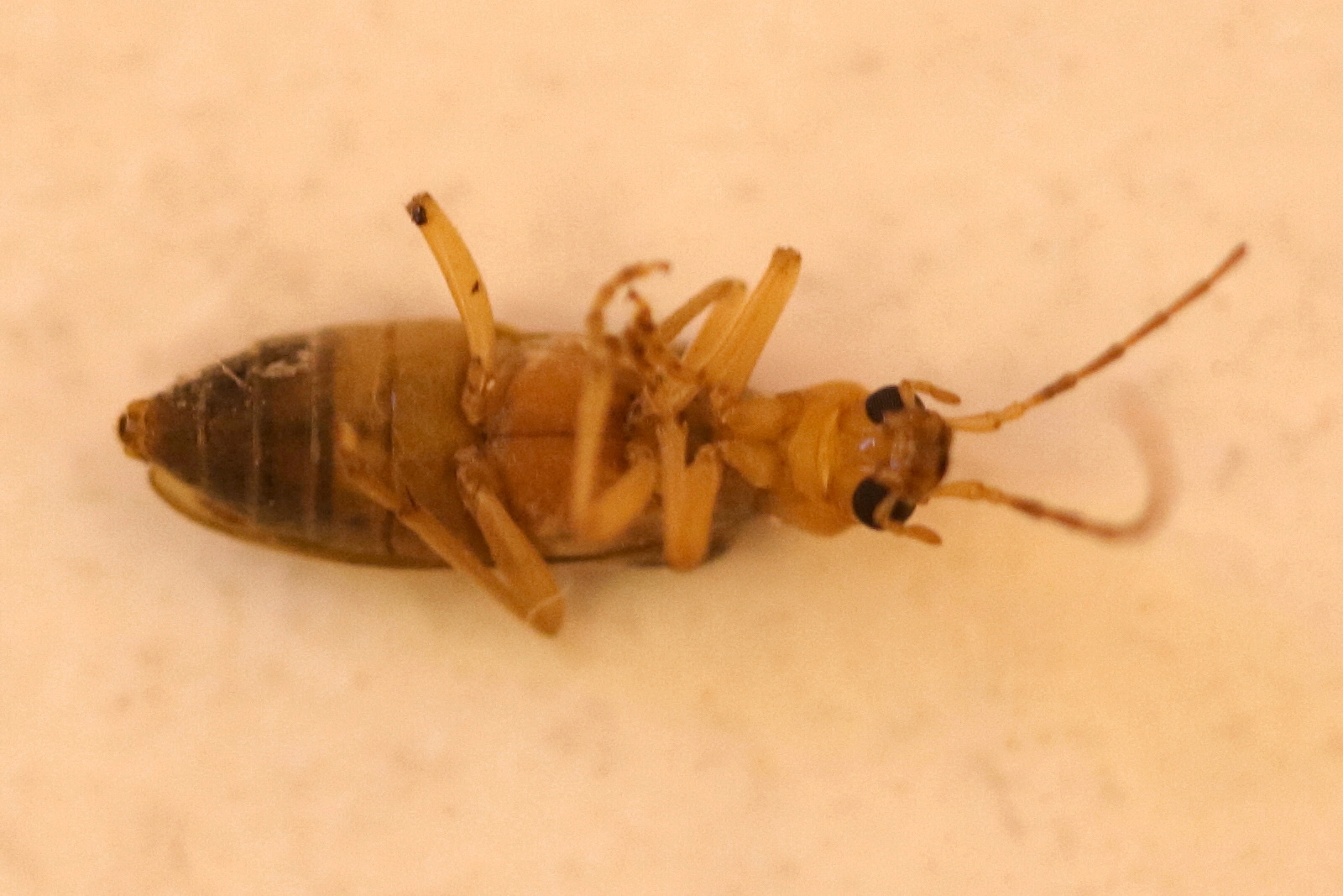 oxycopis_vittata4bd