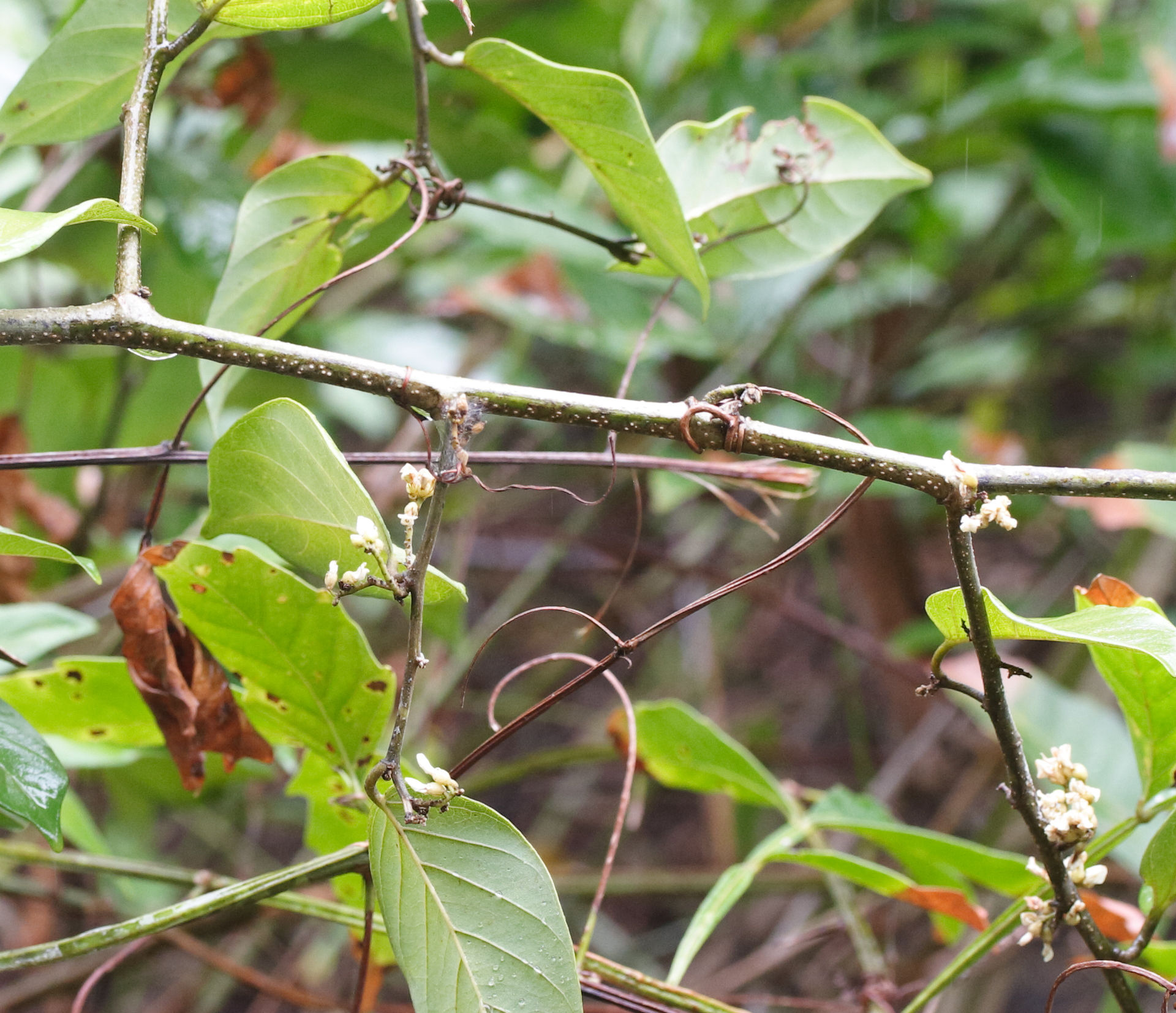 dalbergia_ecastaphyllum1md