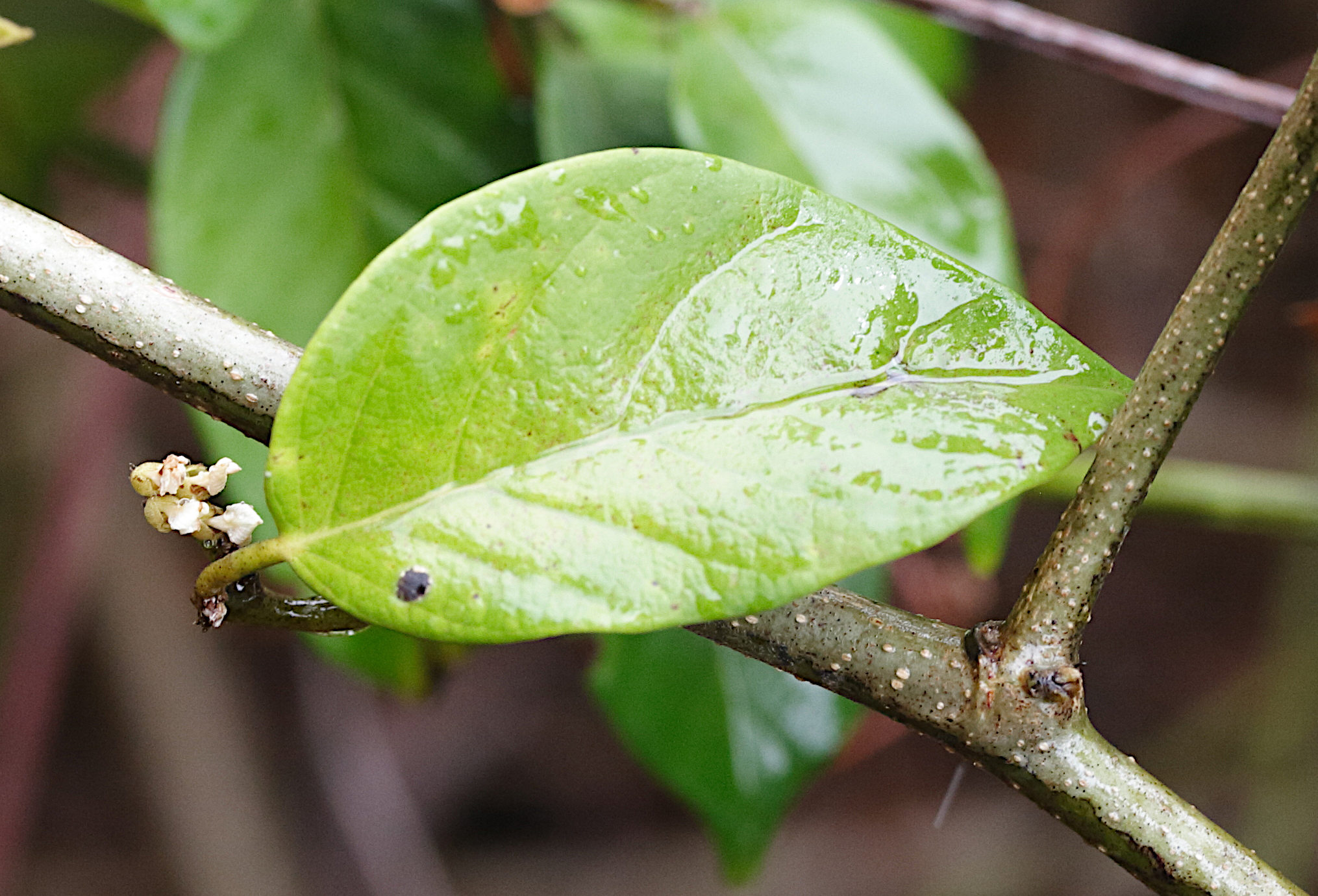 dalbergia_ecastaphyllum2md