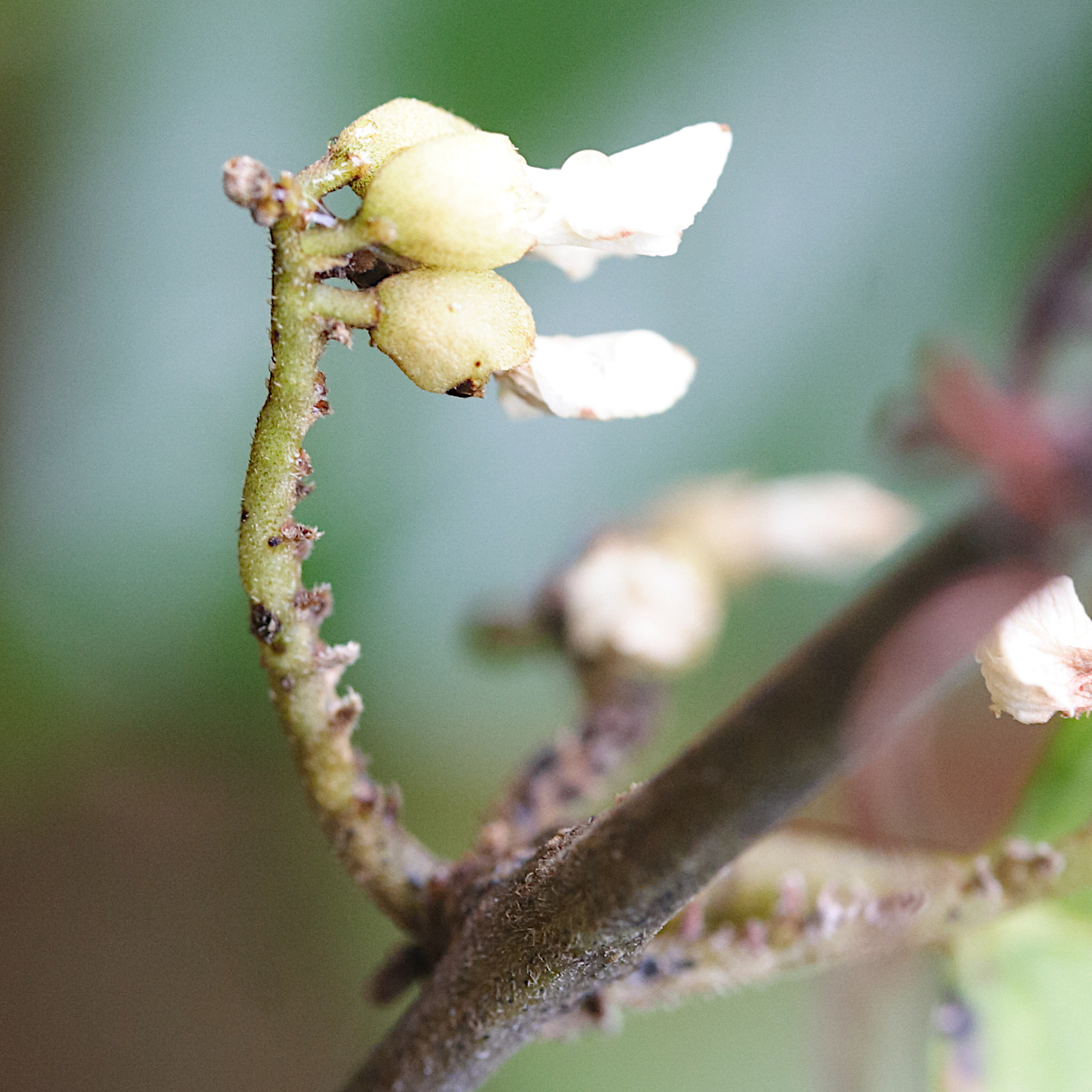 dalbergia_ecastaphyllum3md