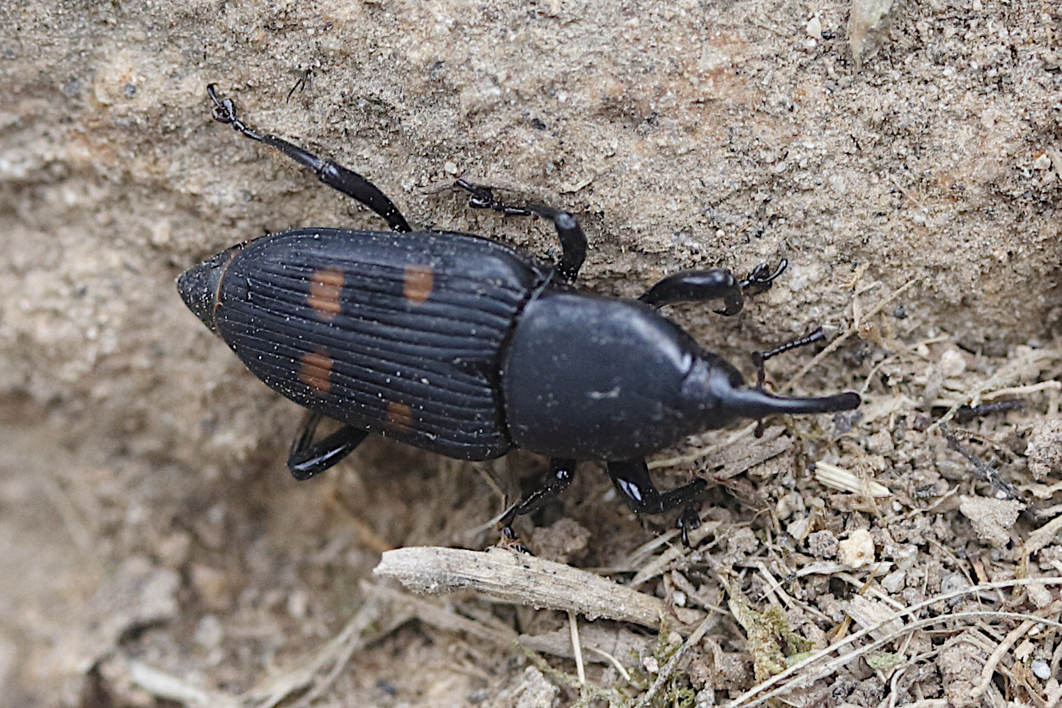 Afficher le média metamasius_quadrisignatus1md metamasius_quadrisignatus1md