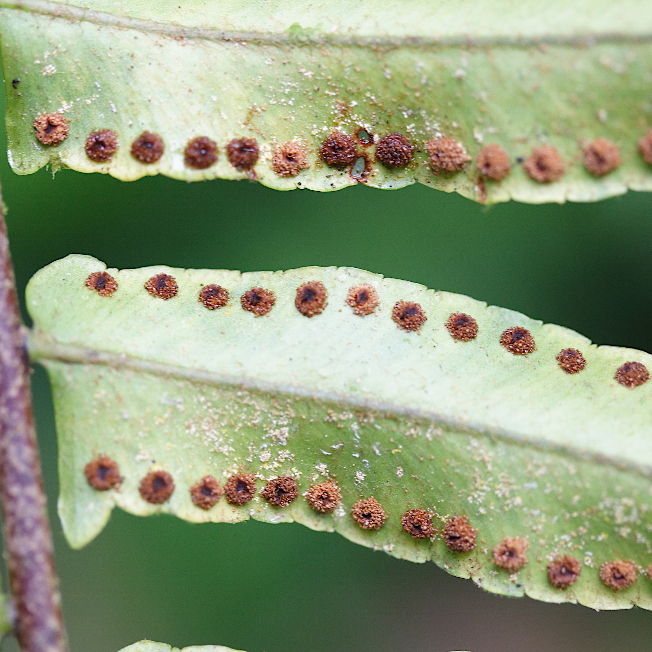nephrolepis_biserrata4md