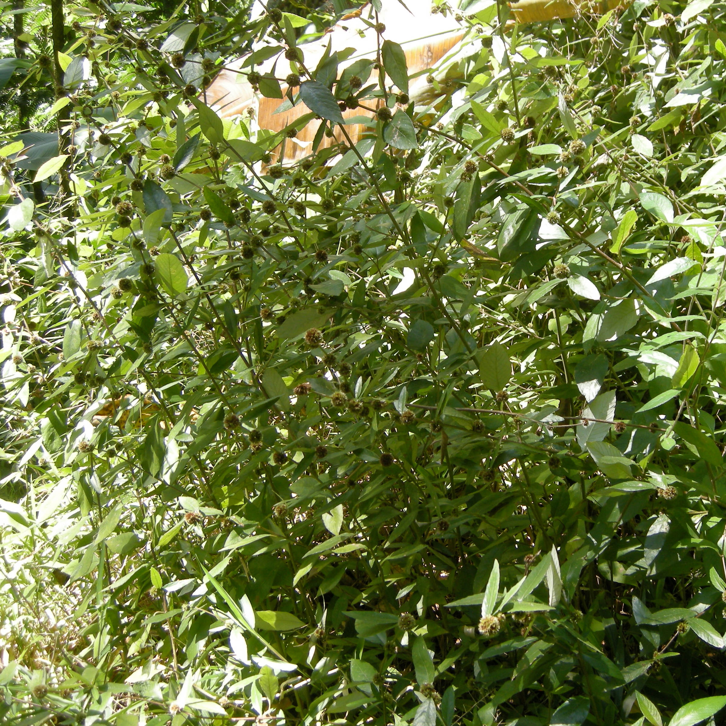 Afficher le média rolandra_fruticosa1md rolandra_fruticosa1md