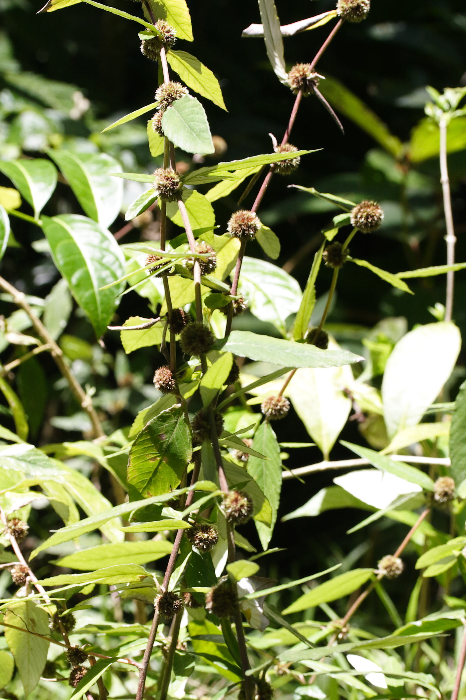 Afficher le média rolandra_fruticosa2md rolandra_fruticosa2md