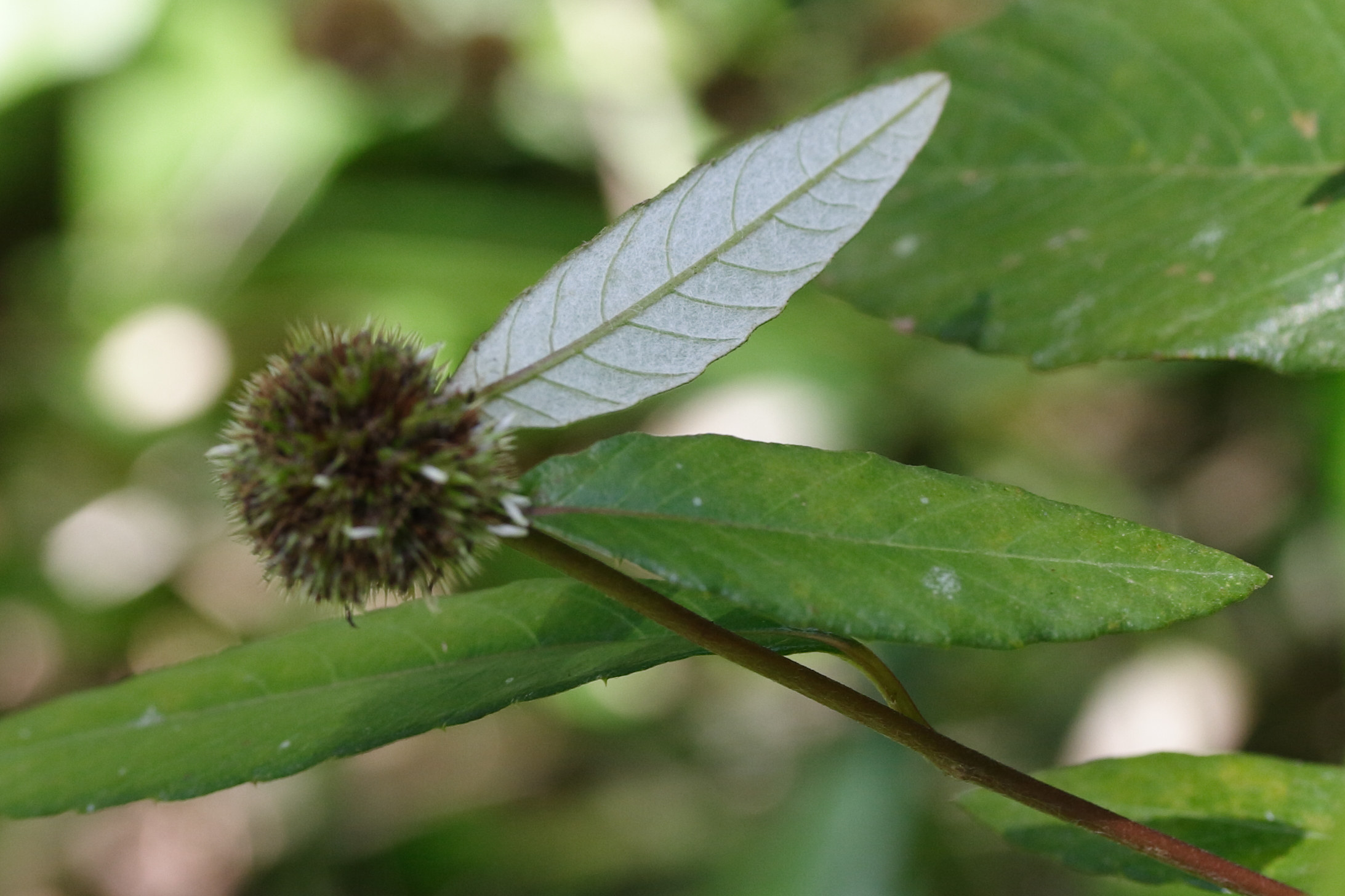 Afficher le média rolandra_fruticosa3md rolandra_fruticosa3md