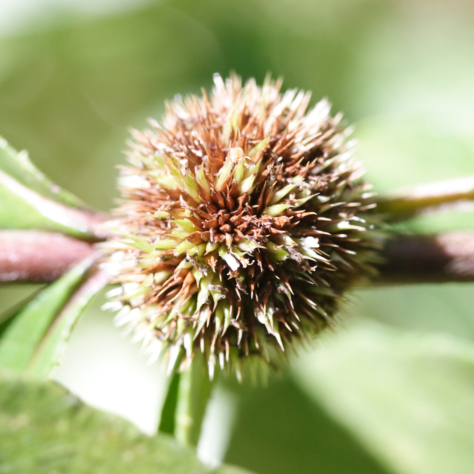 Afficher le média rolandra_fruticosa4md rolandra_fruticosa4md