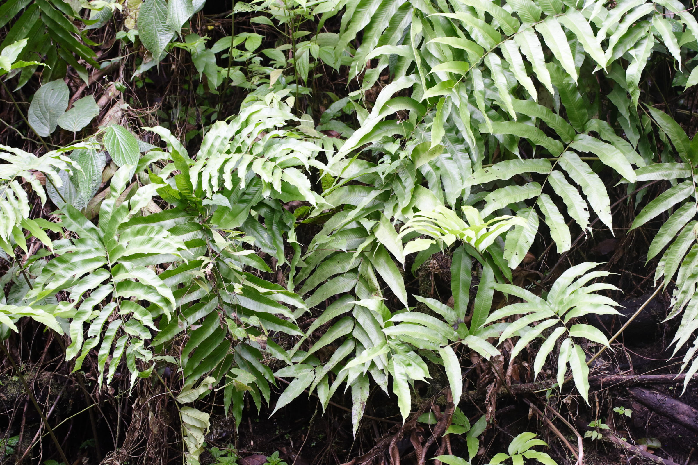 thelypteris_reticulata1md