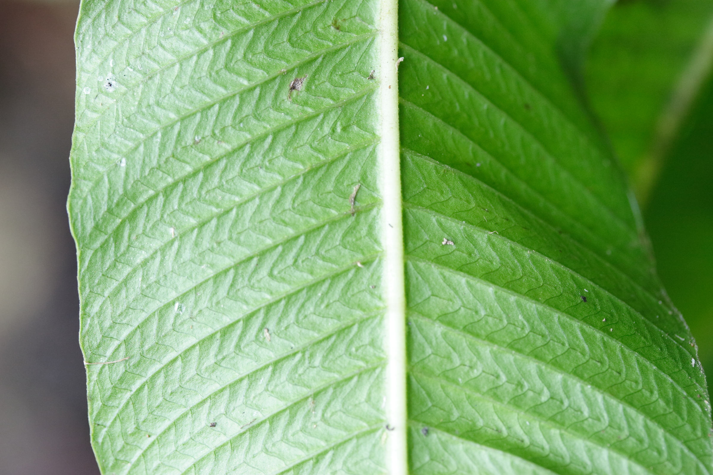 thelypteris_reticulata2md