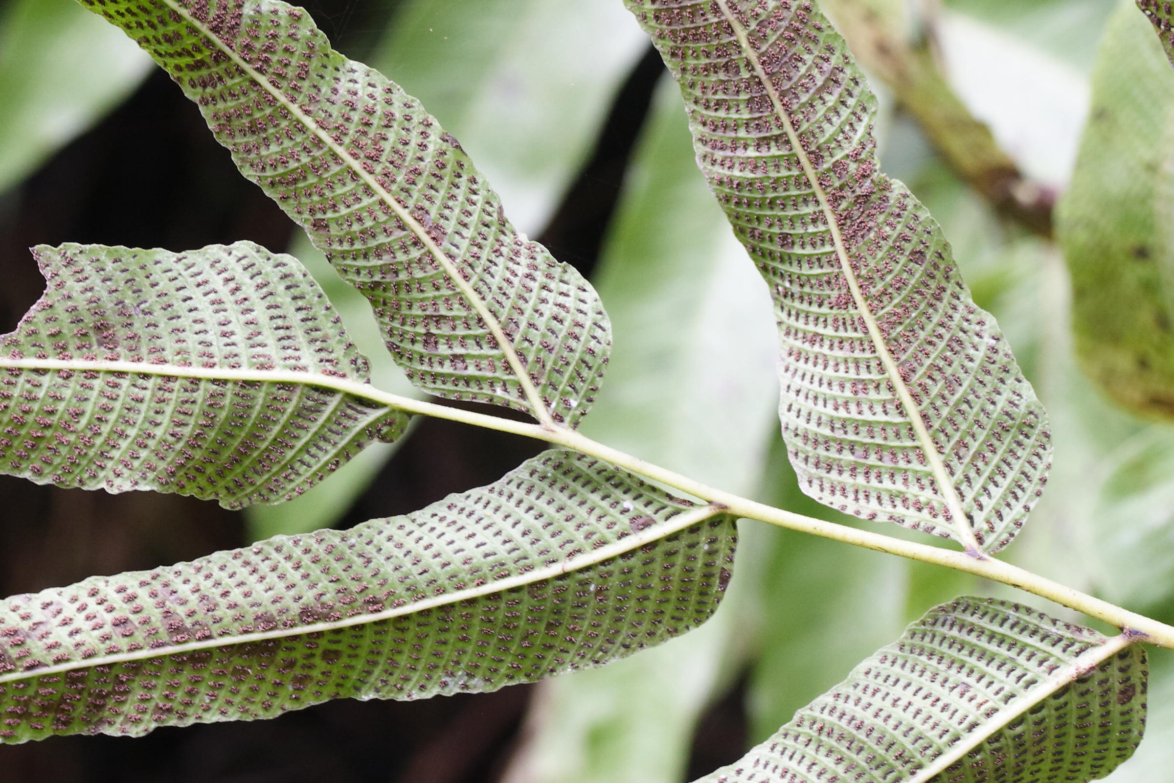 thelypteris_reticulata3md