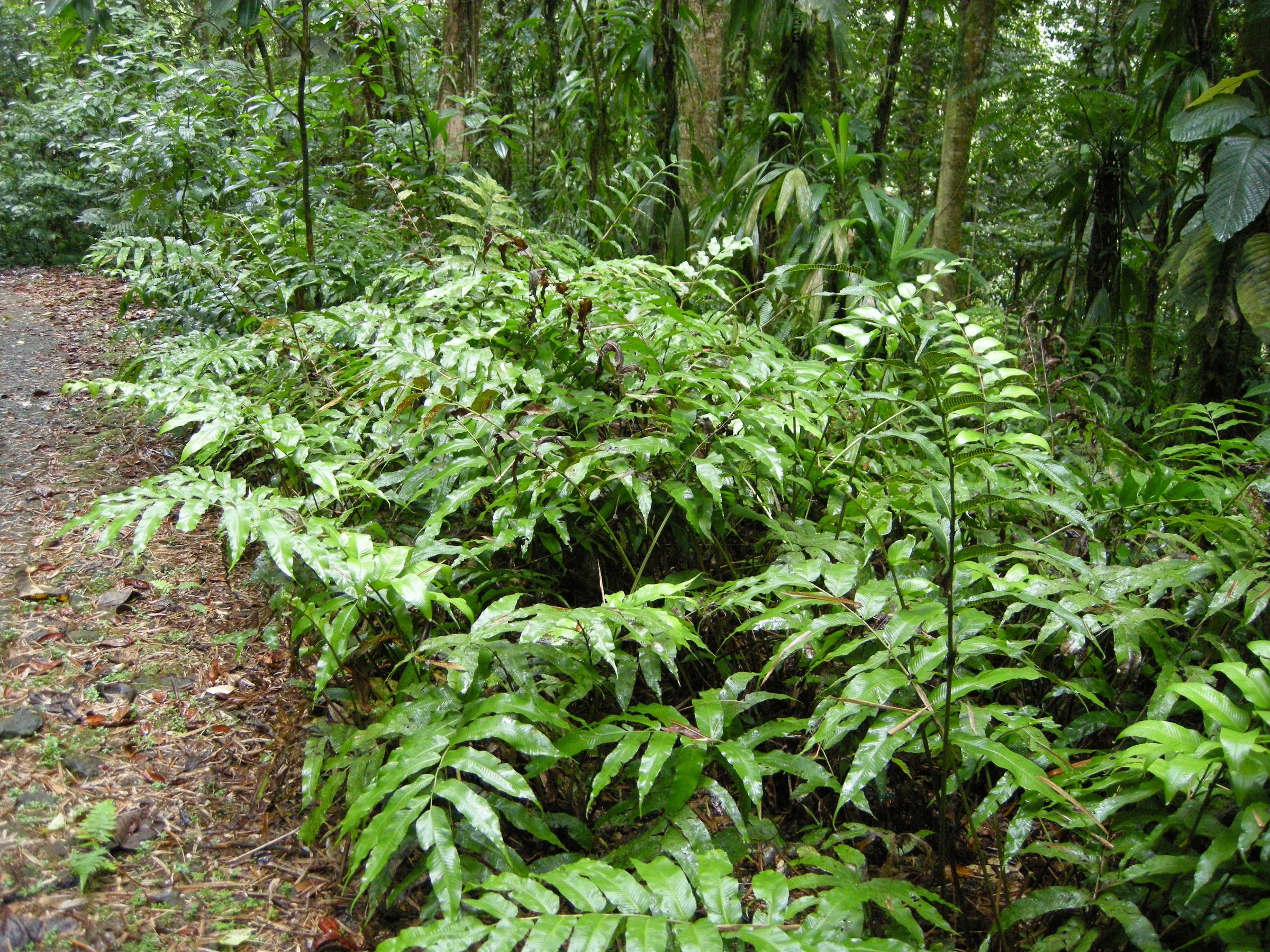 thelypteris_reticulata4md