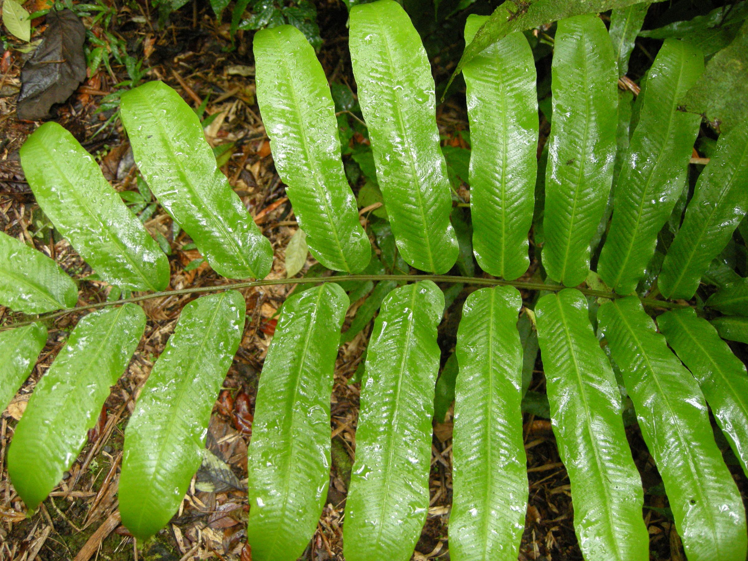 thelypteris_reticulata5md