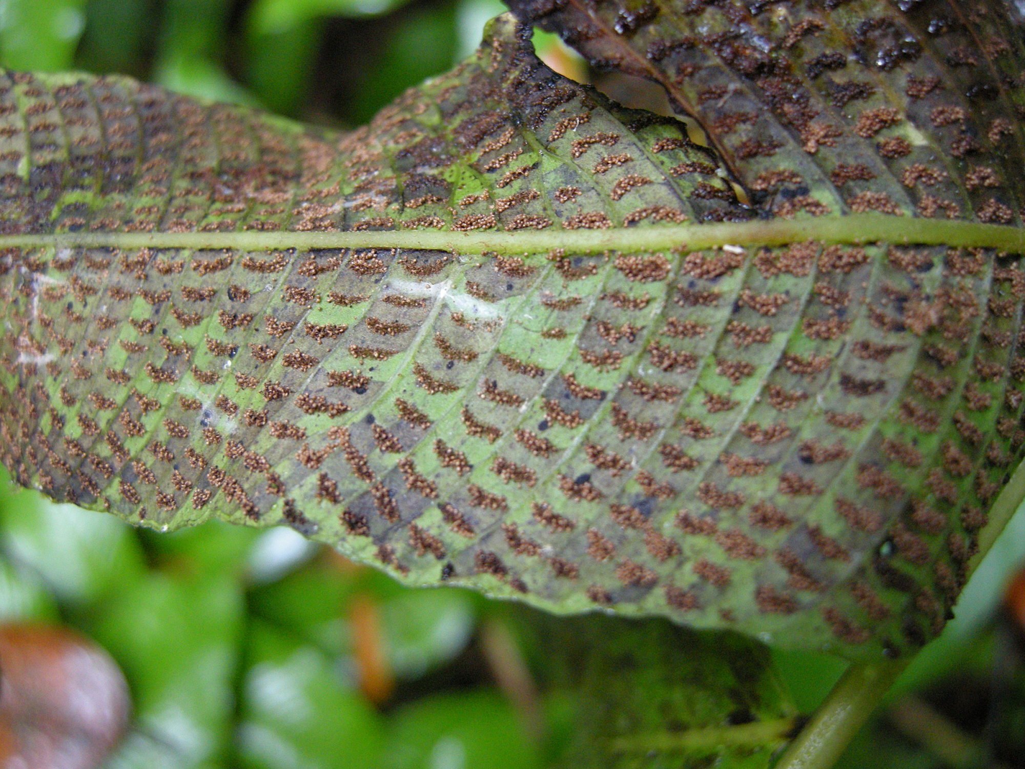 thelypteris_reticulata6md