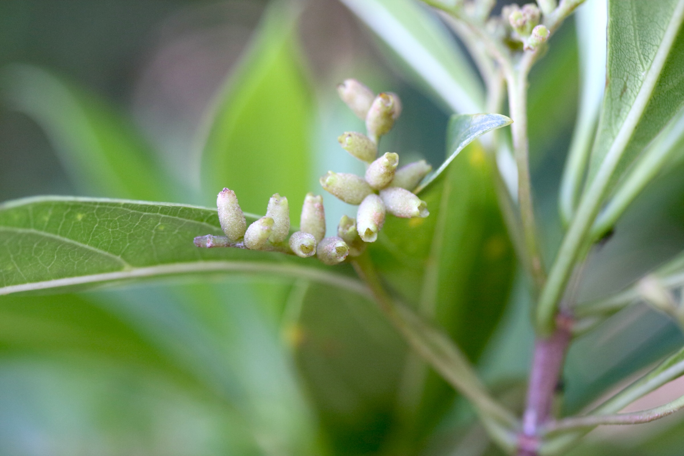 Afficher le média antirhea_borbonica4md antirhea_borbonica4md