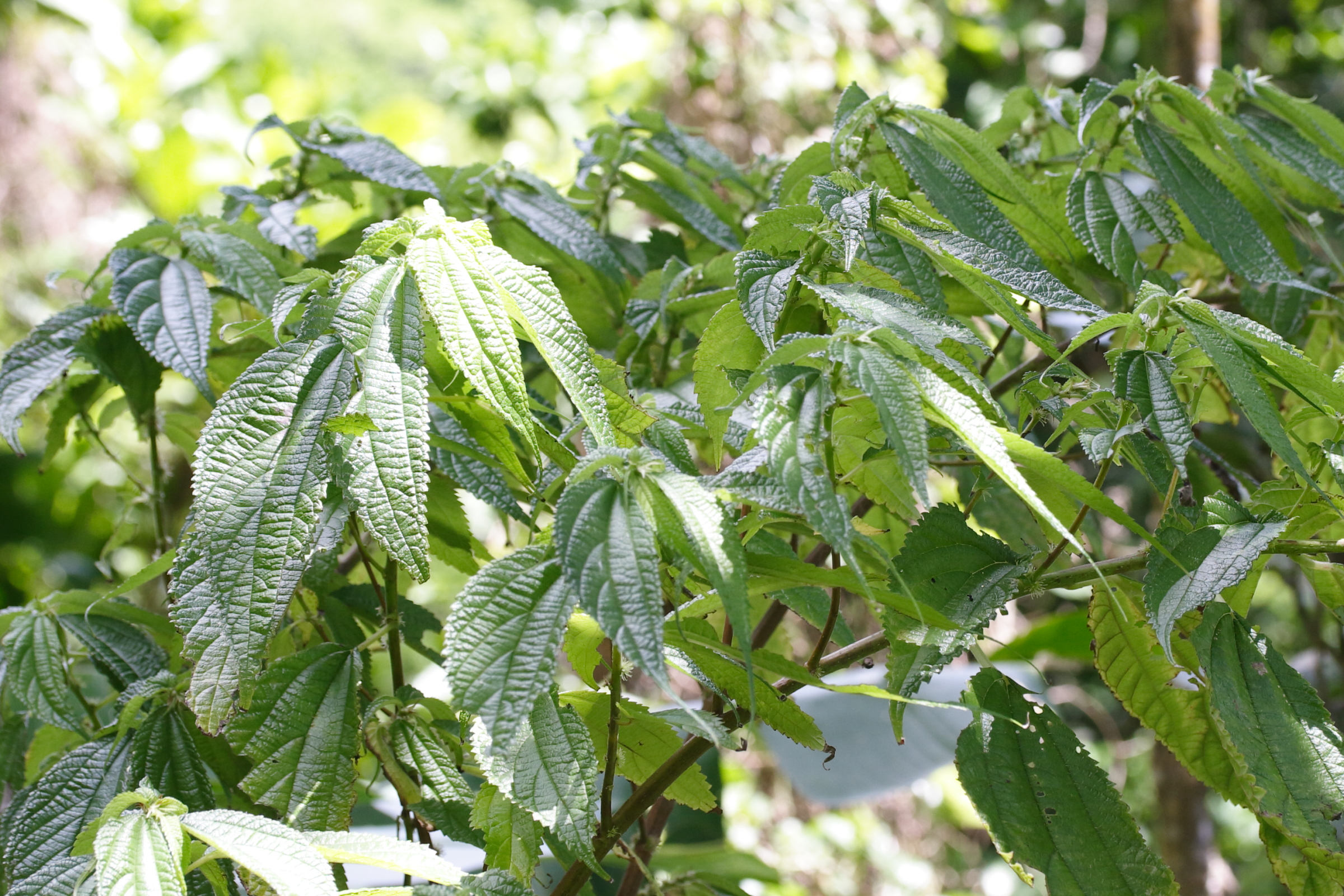 Afficher le média boehmeria_cylindrica1md boehmeria_cylindrica1md