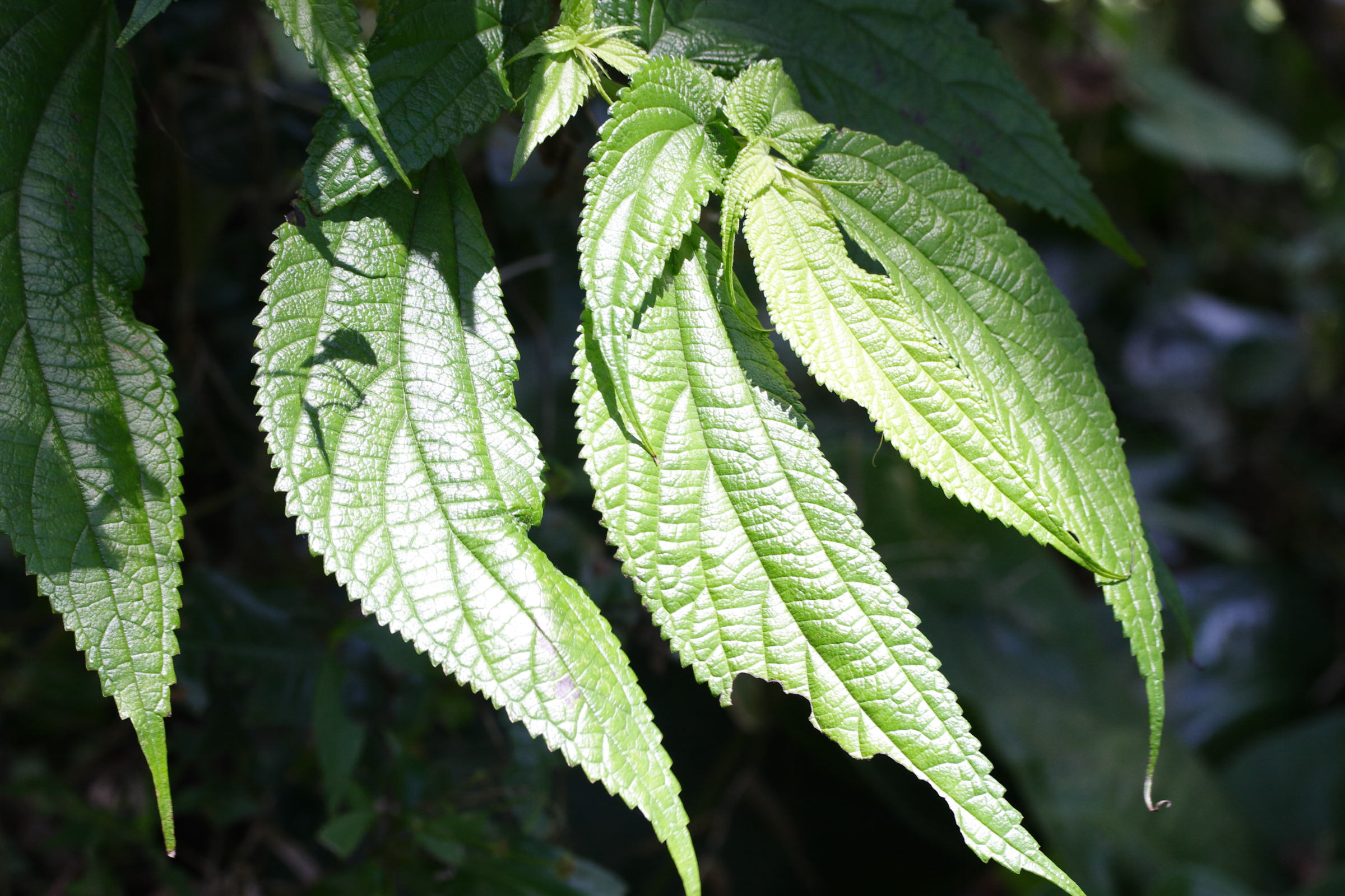 Afficher le média boehmeria_cylindrica2md boehmeria_cylindrica2md