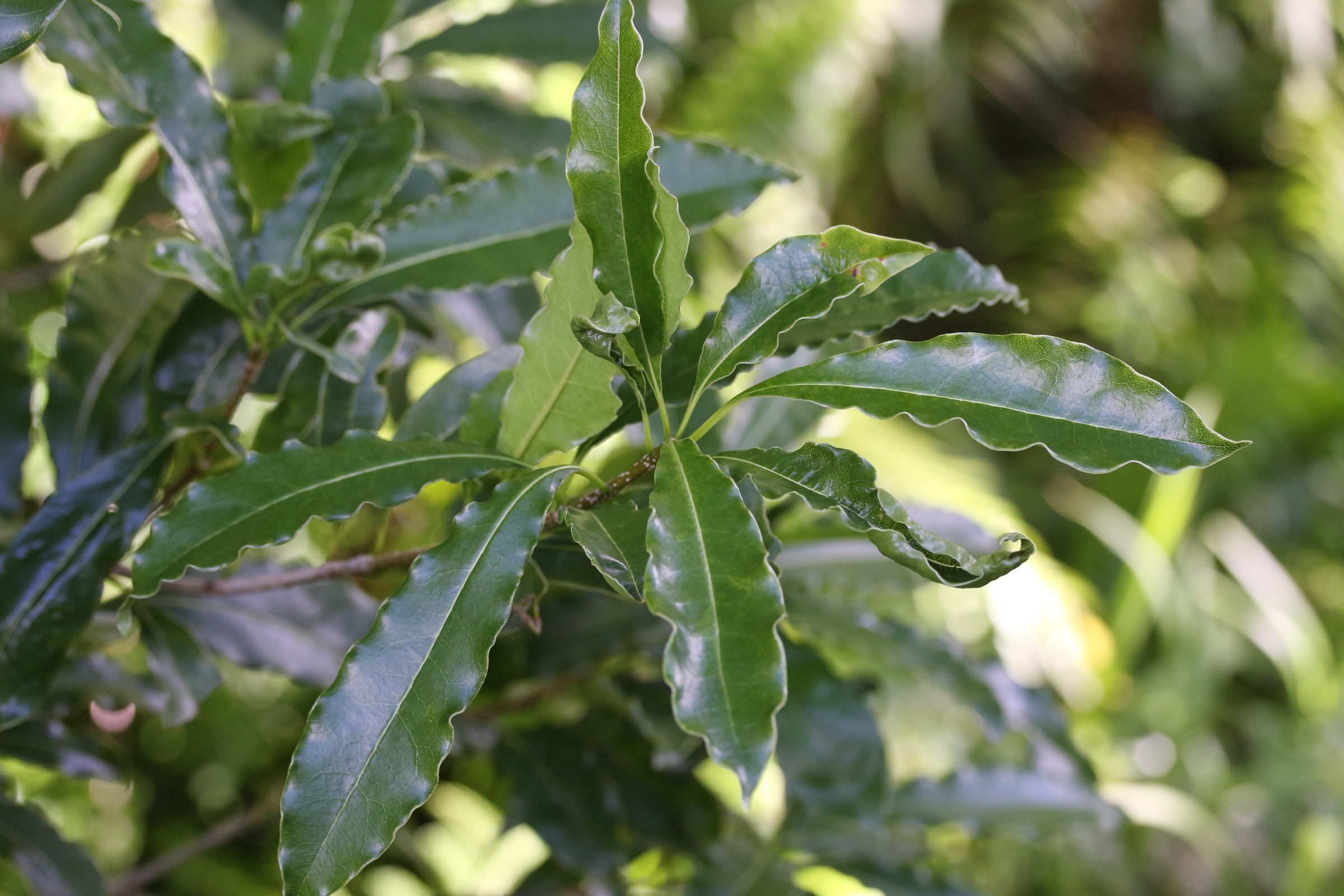 pittosporum_senacia7md