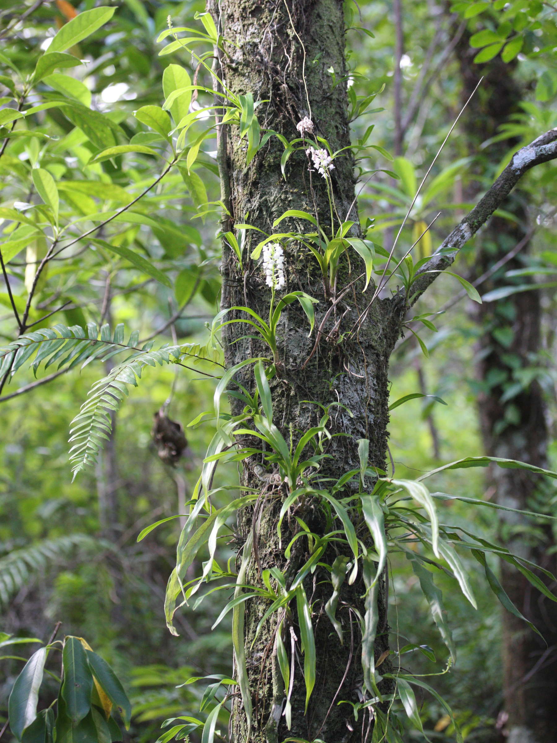 Afficher le média polystachya_concreta3md polystachya_concreta3md
