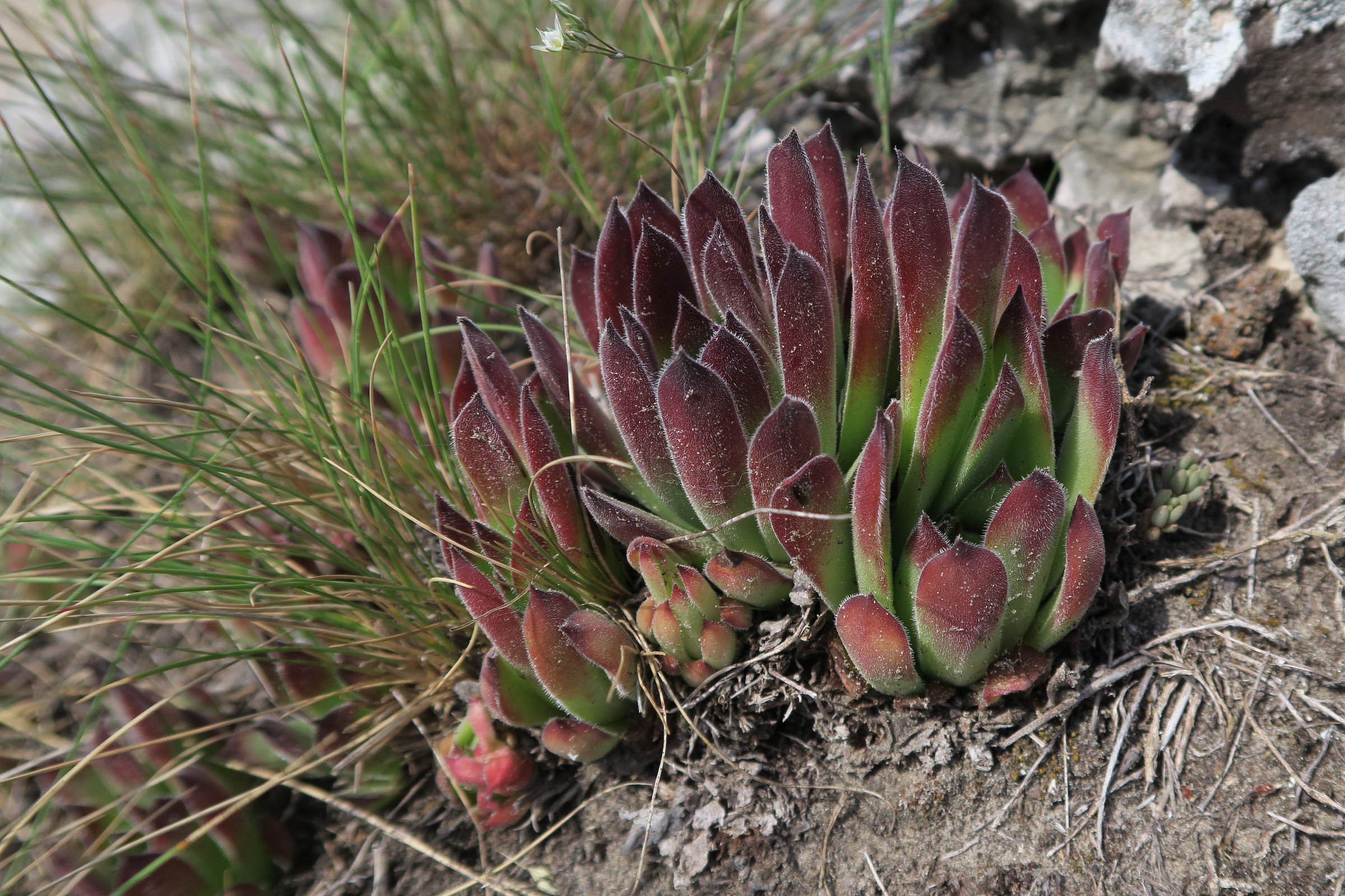 sempervivum_montanum6md