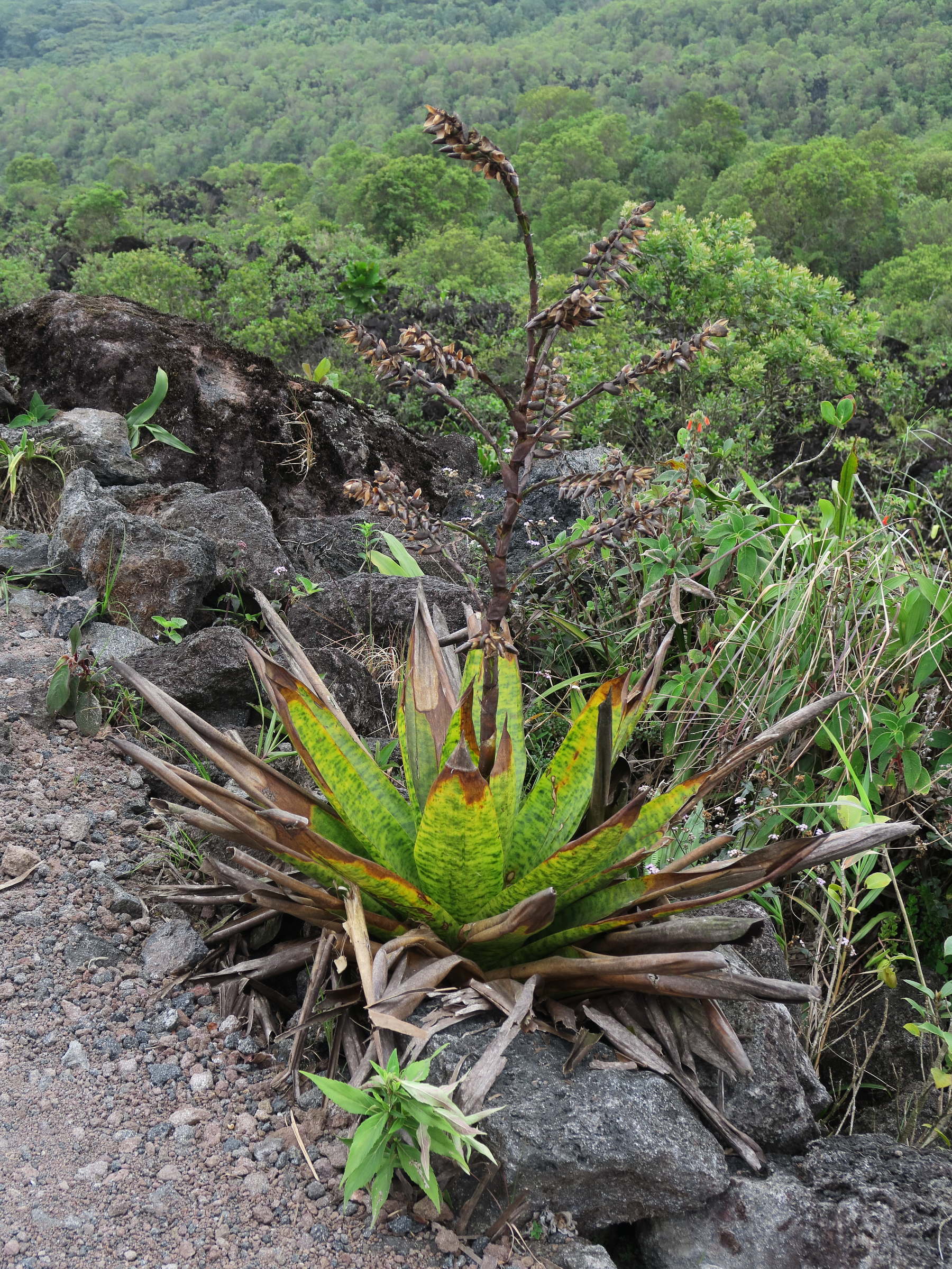 werauhia_kupperiana1md