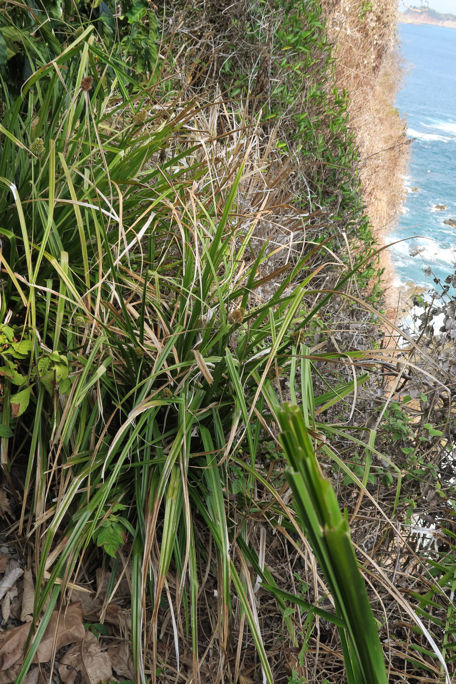 rhynchospora_cephalotes1md