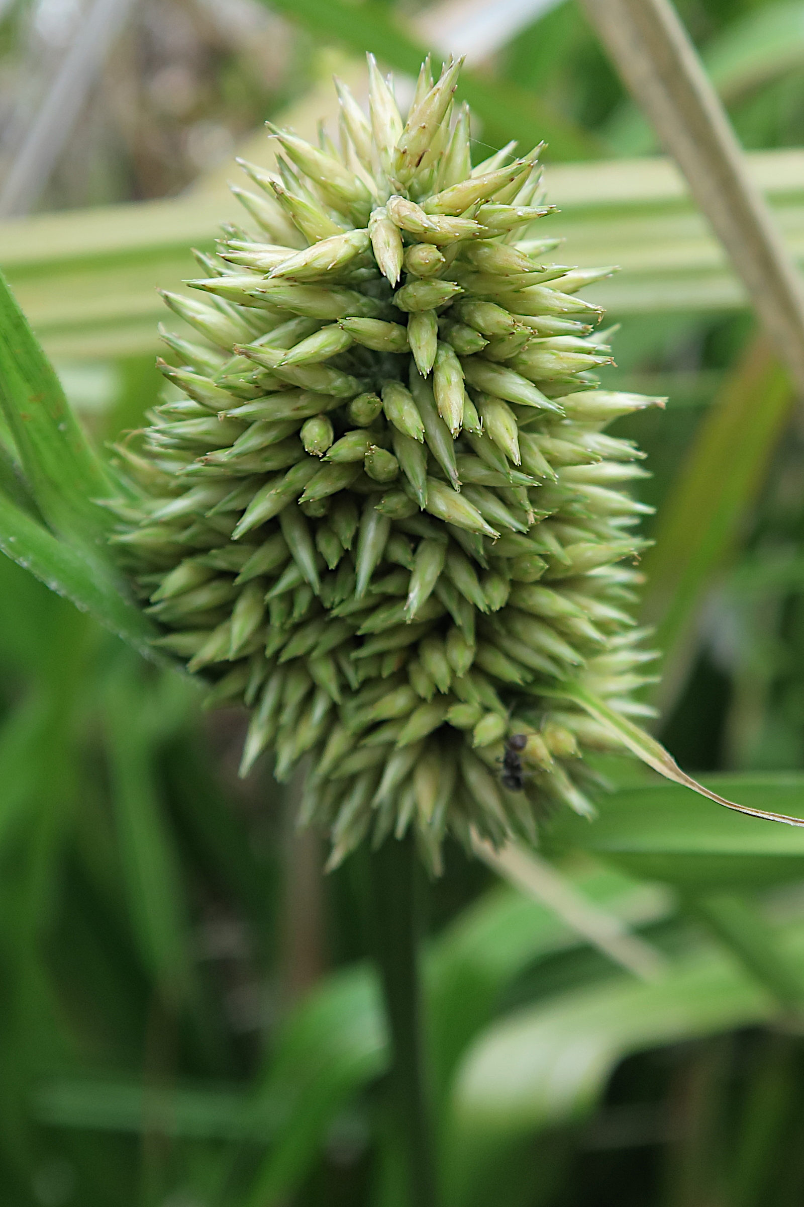 rhynchospora_cephalotes2md