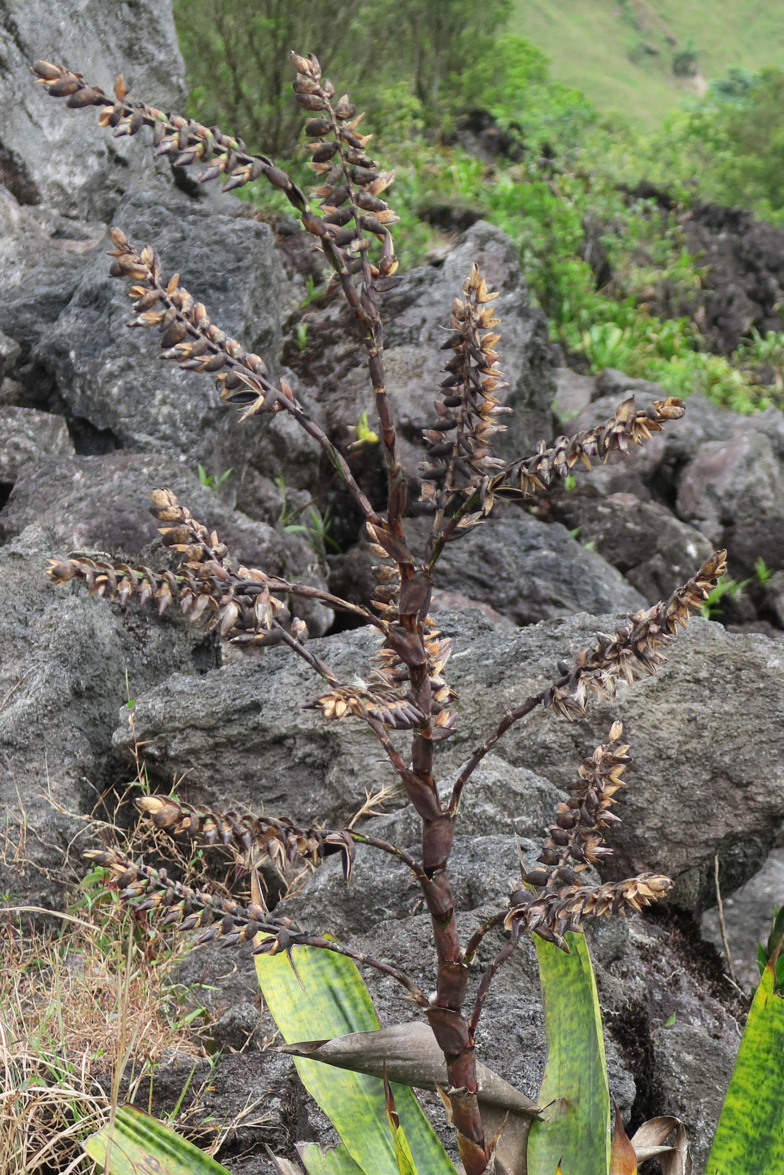 werauhia_kupperiana2md