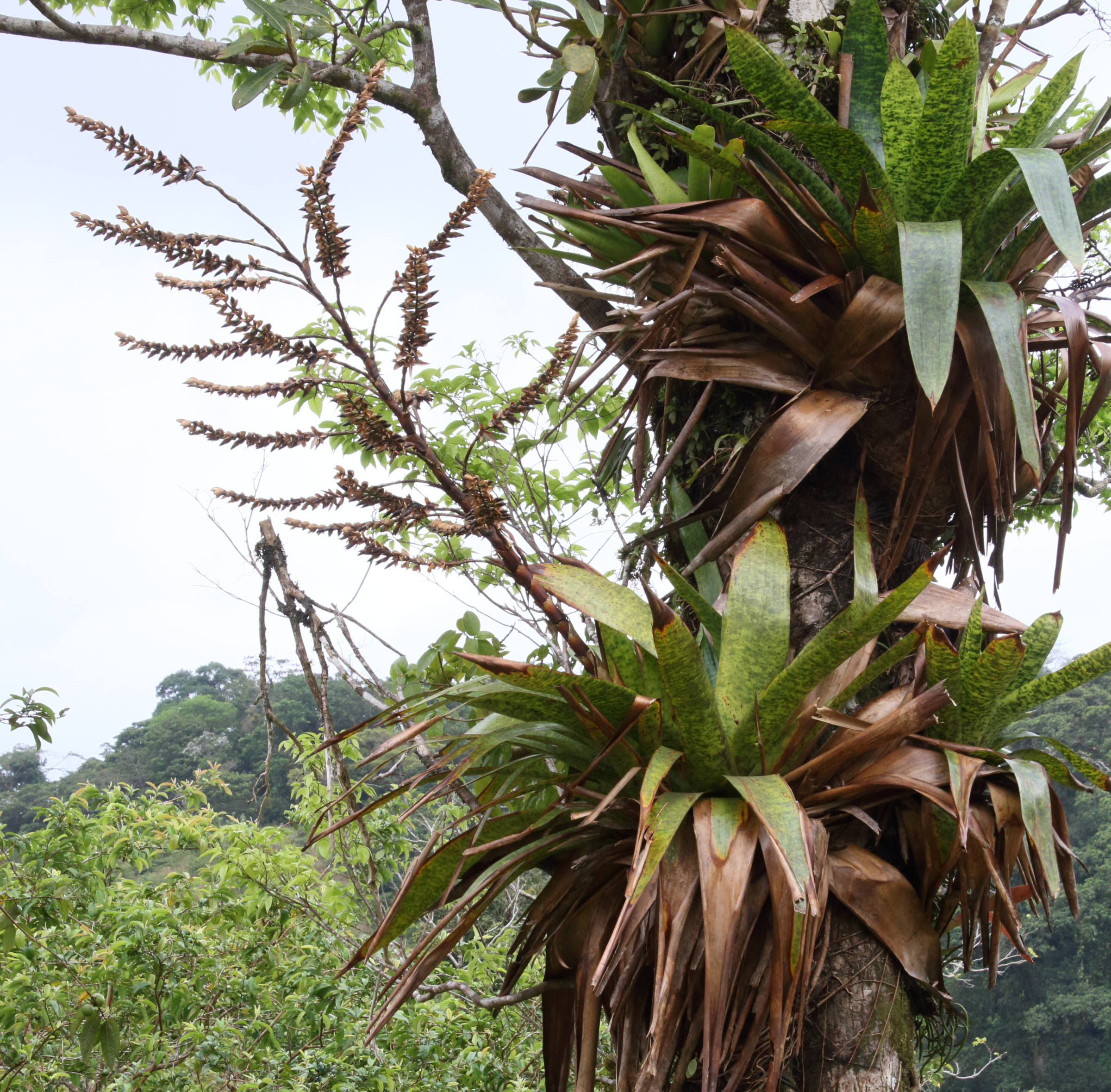 werauhia_kupperiana3md